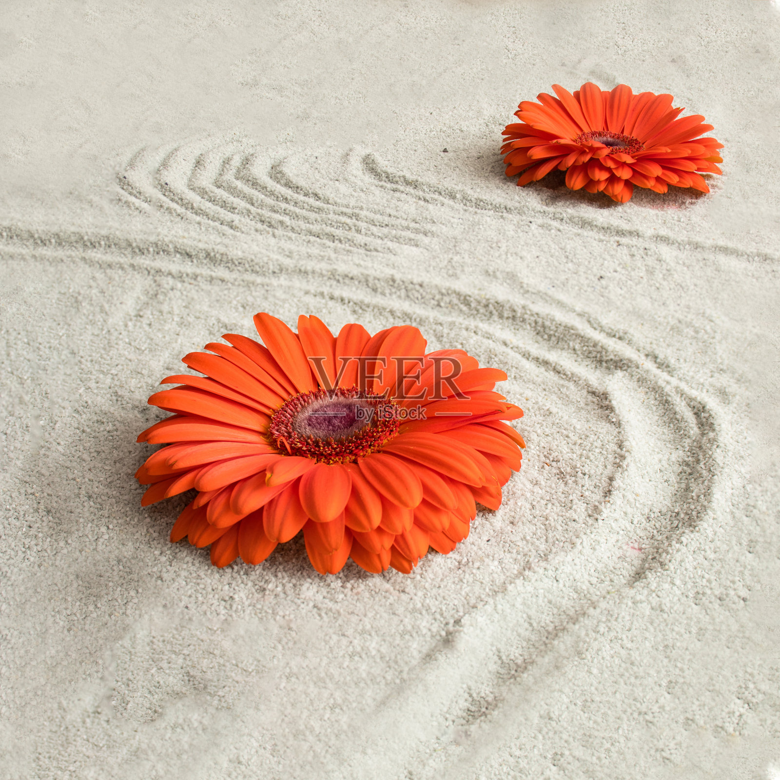 沙上红花的创意构图。情人节或妇女节的背景设计。照片摄影图片