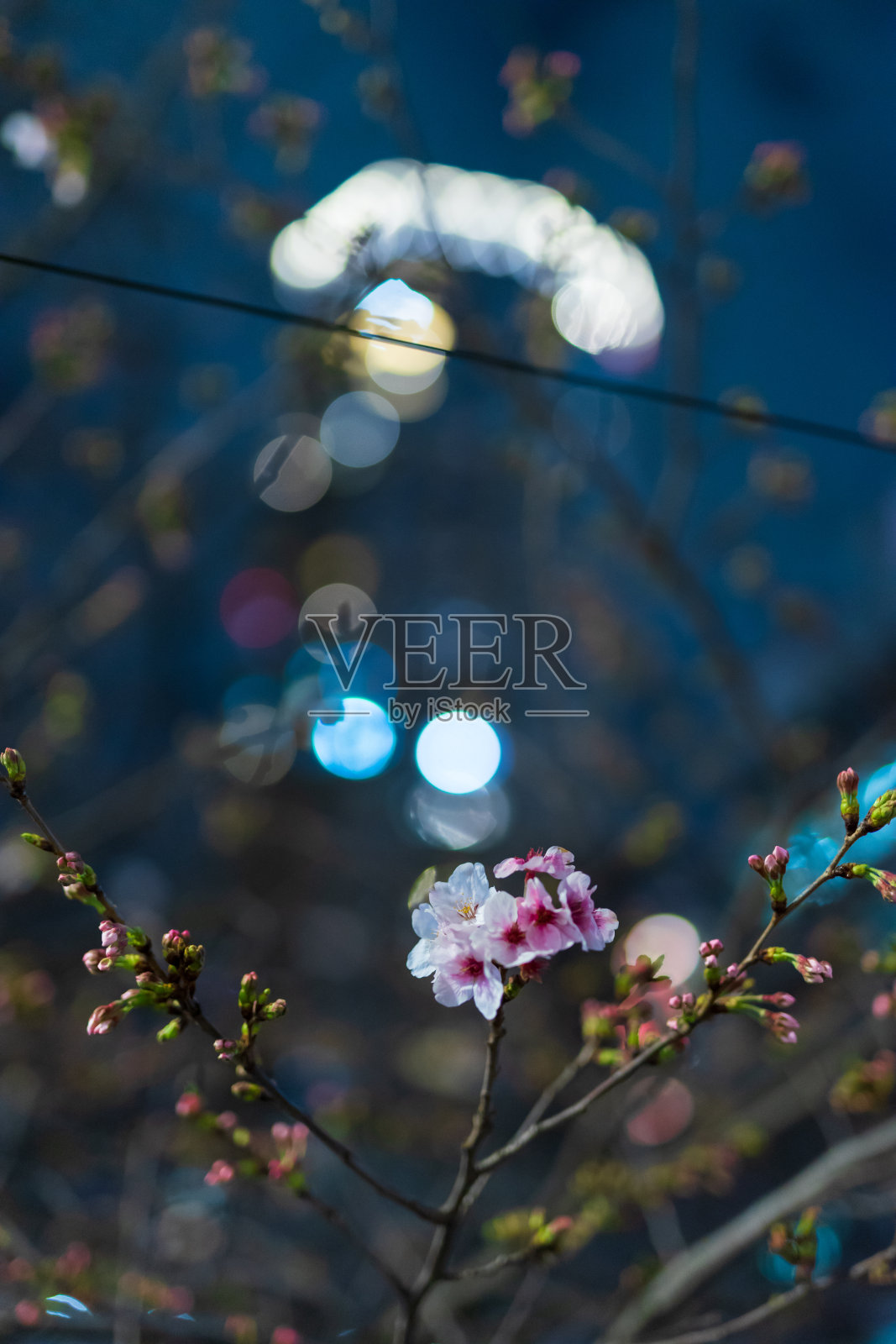樱花在夜晚盛开照片摄影图片