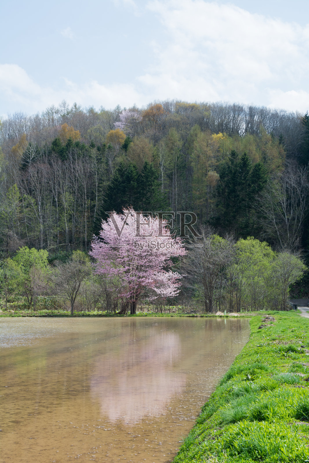 樱花盛开，倒映在春水满地的稻田里照片摄影图片