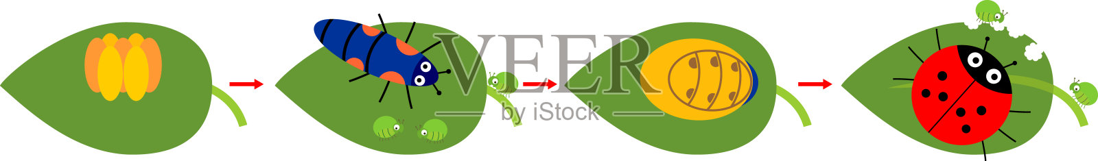 瓢虫的生命周期。卡通瓢虫从卵到在白色背景上分离的成虫的发育阶段序列插画图片素材