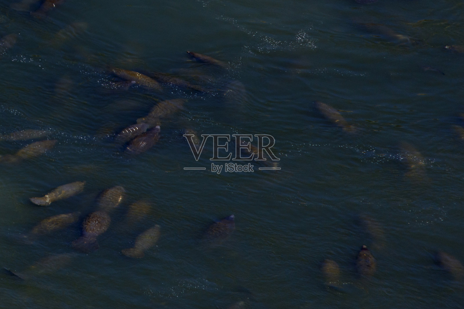 海牛照片摄影图片