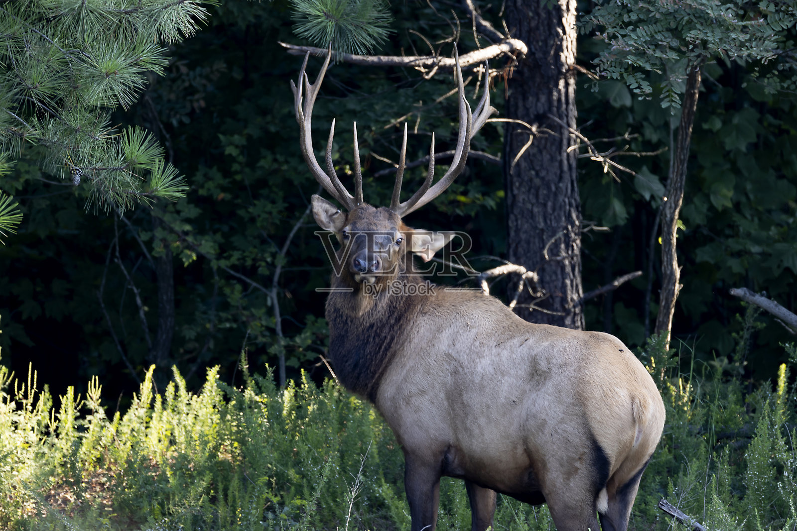公牛每个照片摄影图片