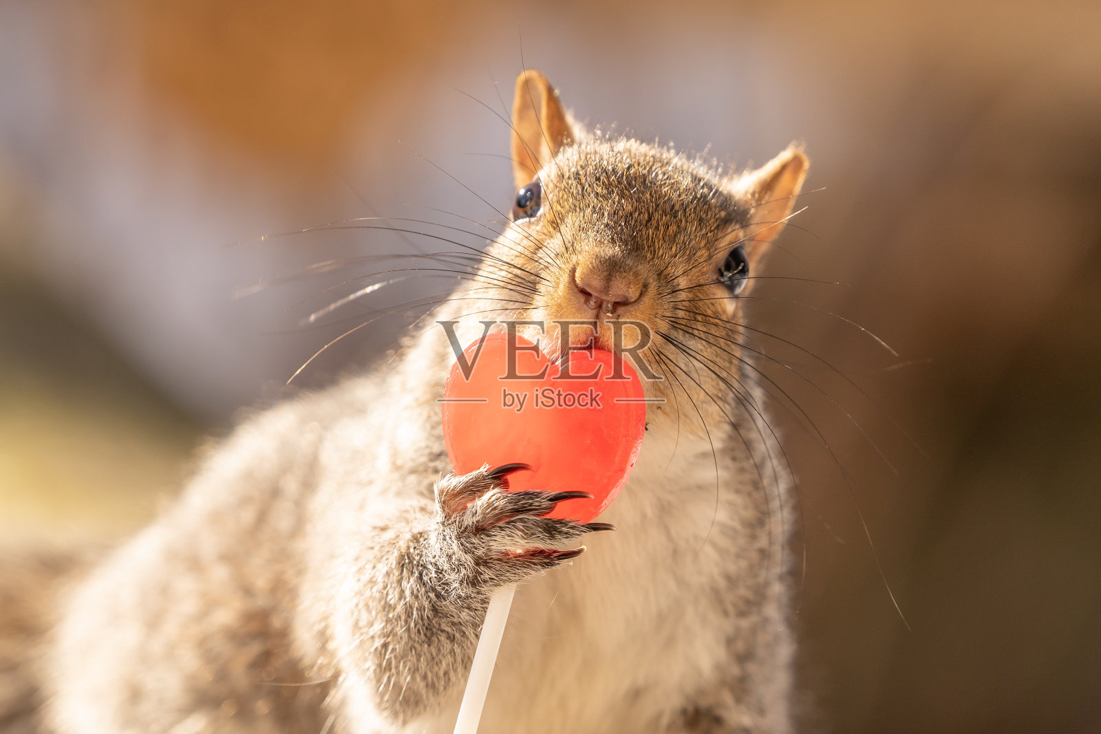 情人节的松鼠照片摄影图片