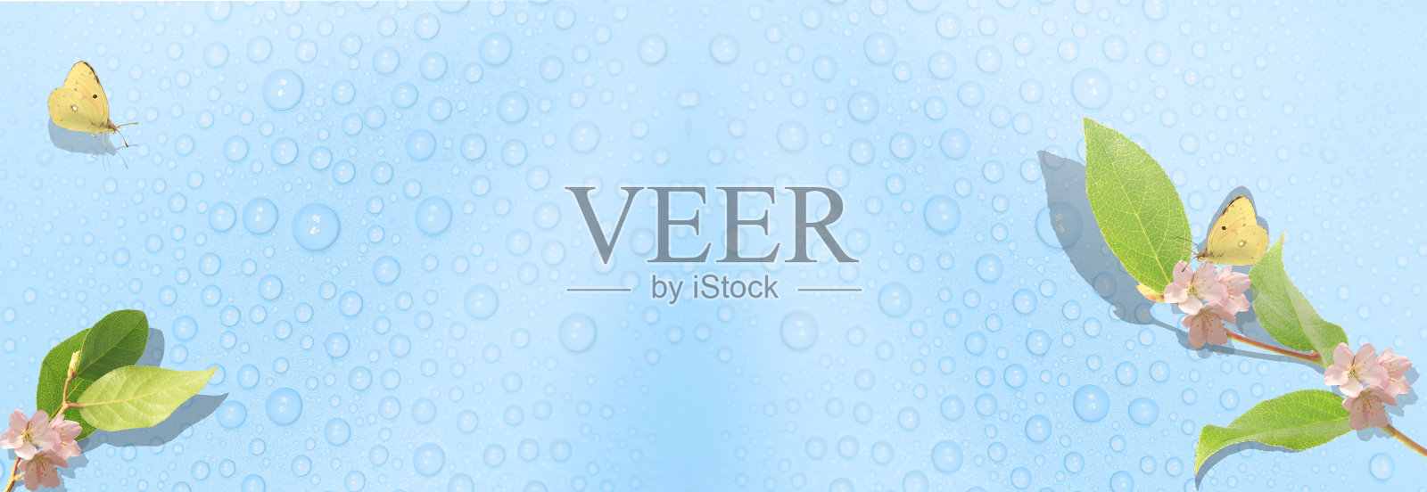 精致的春天蓝色背景与露珠和绿叶在树枝上。两只黄蝴蝶扑扇着翅膀。春天的旗帜照片摄影图片