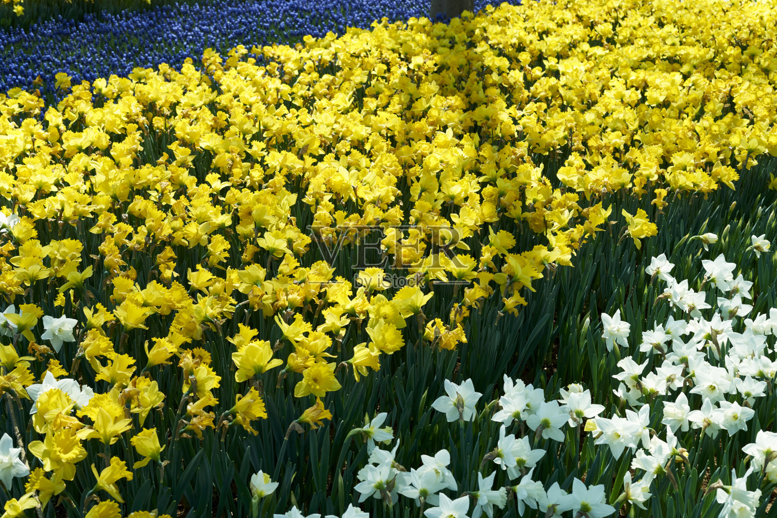 马尔西苏照片摄影图片