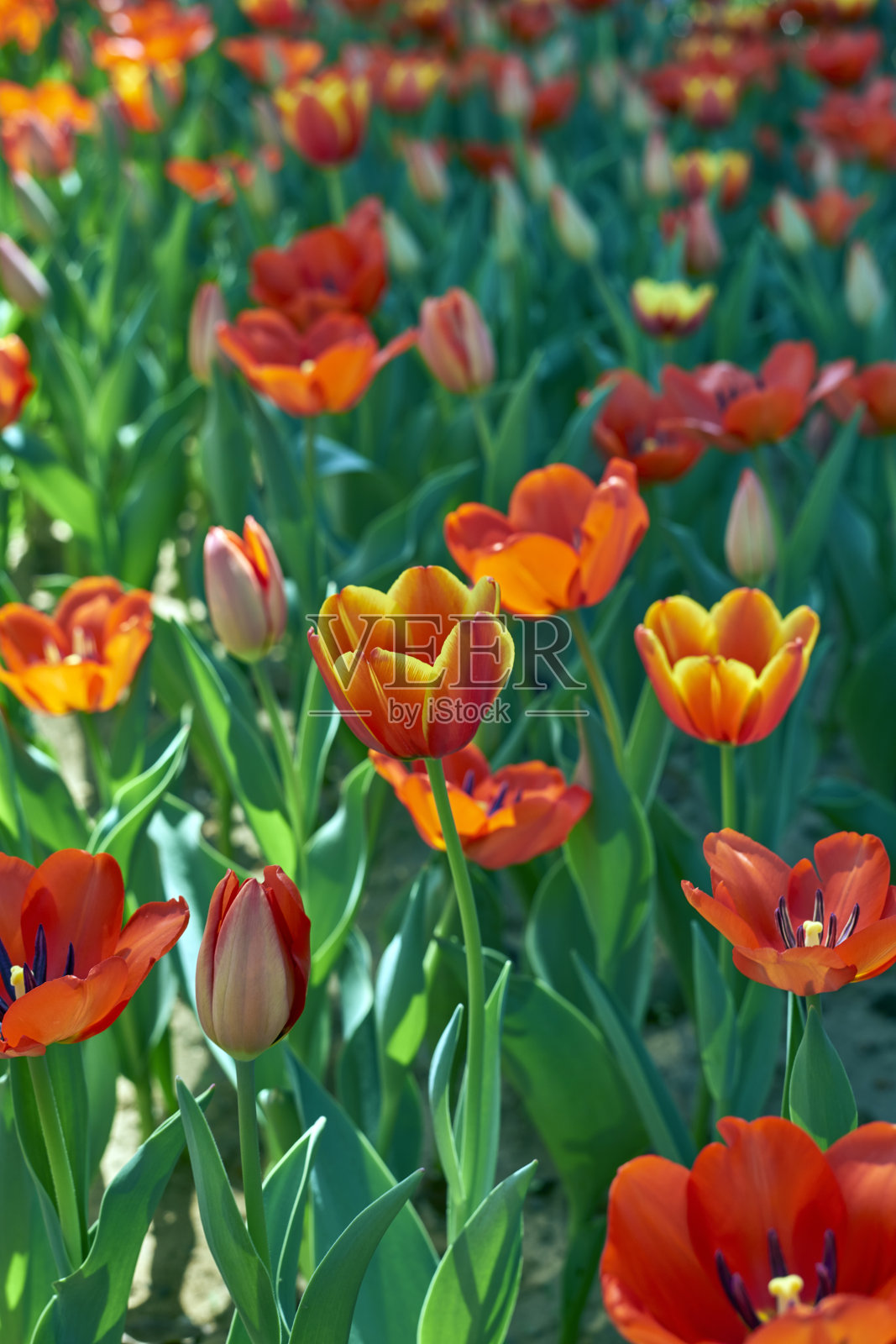 红色郁金香照片摄影图片