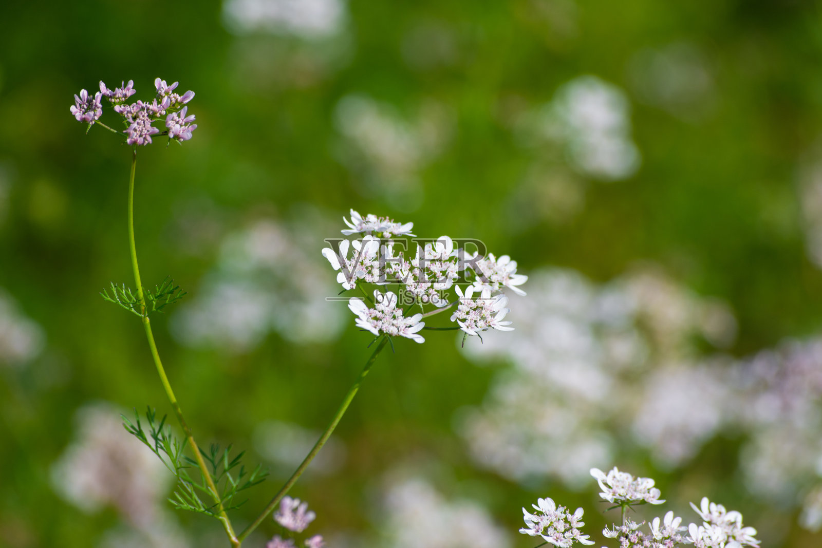 花园里有香菜花照片摄影图片
