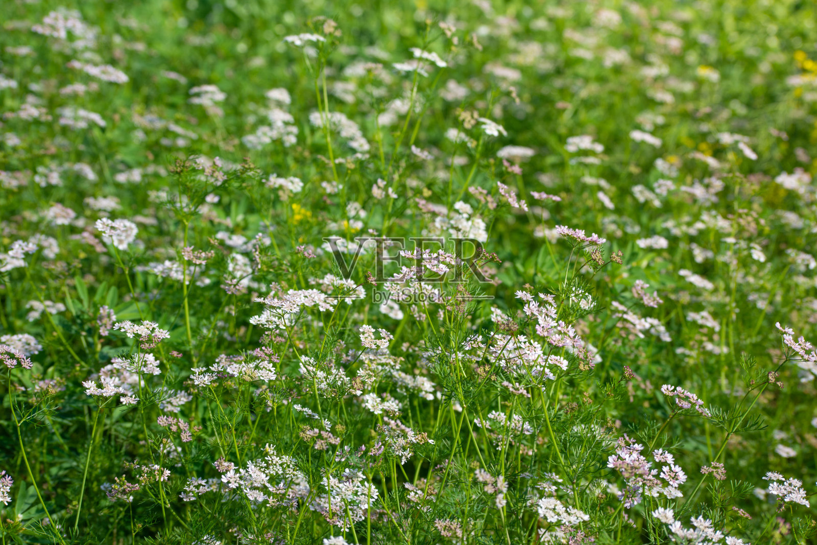 花园里有香菜花照片摄影图片