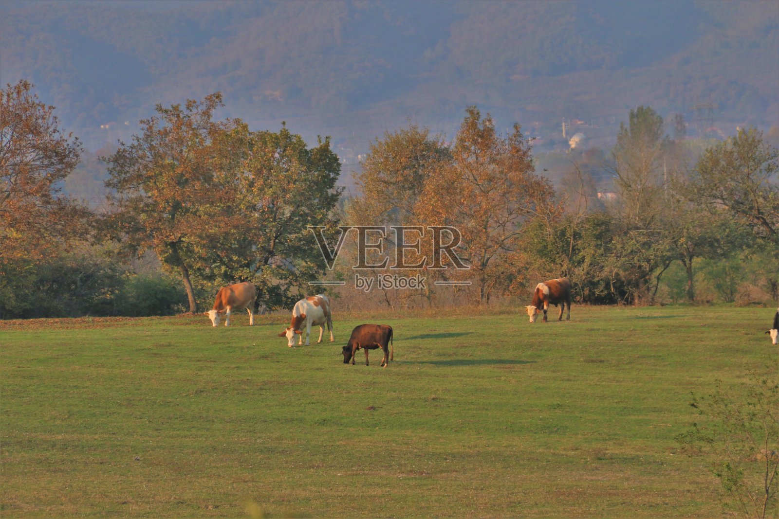 土耳其的萨潘卡湖照片摄影图片