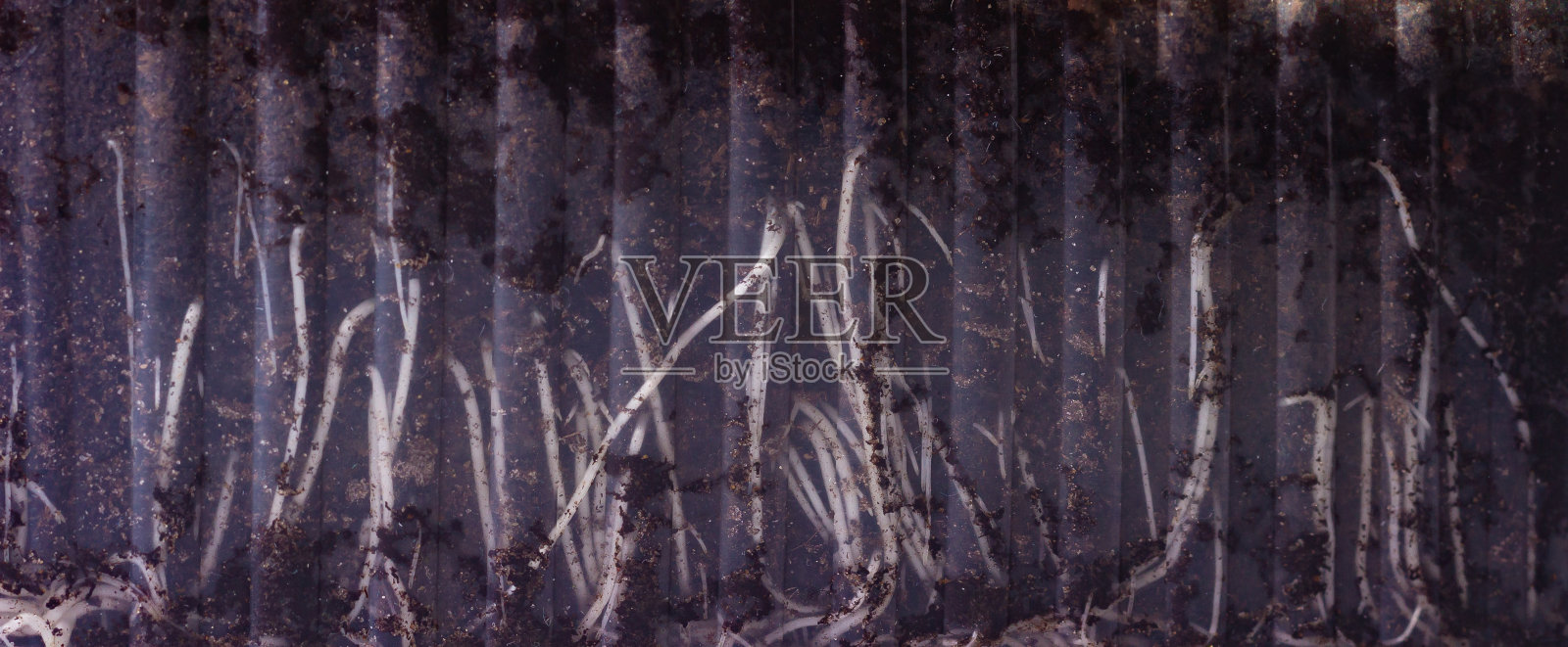 通过一个透明的塑料容器，可以看到洋葱的白色根，黑色的土壤用于种植照片摄影图片