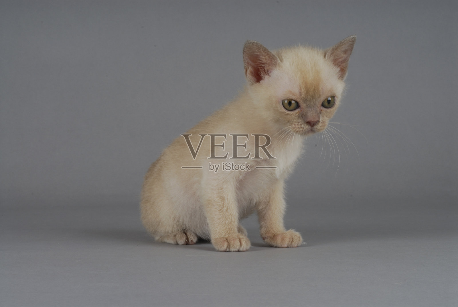 缅甸猫照片摄影图片