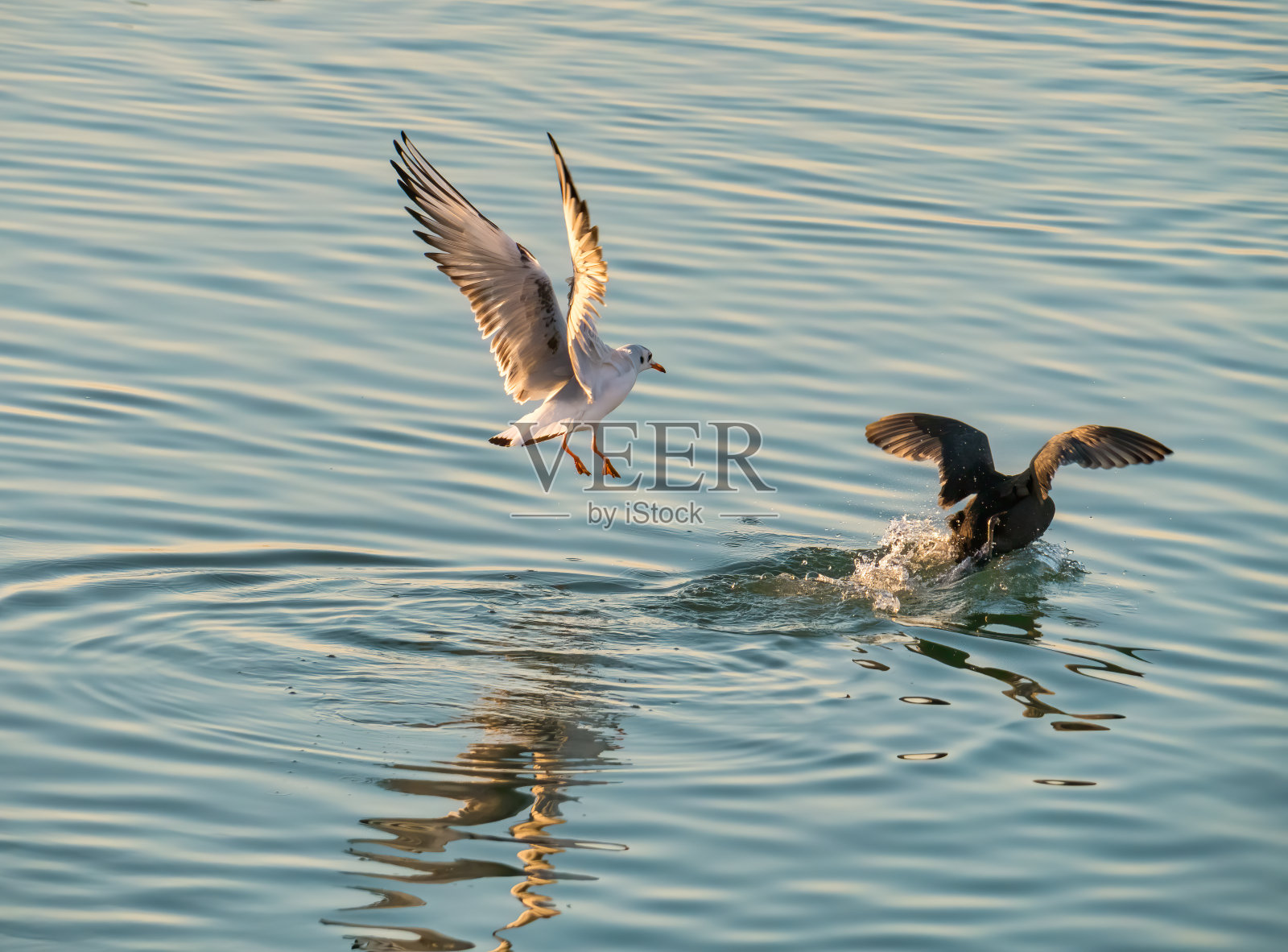 一只海鸥在水面上攻击一只欧亚白骨顶照片摄影图片
