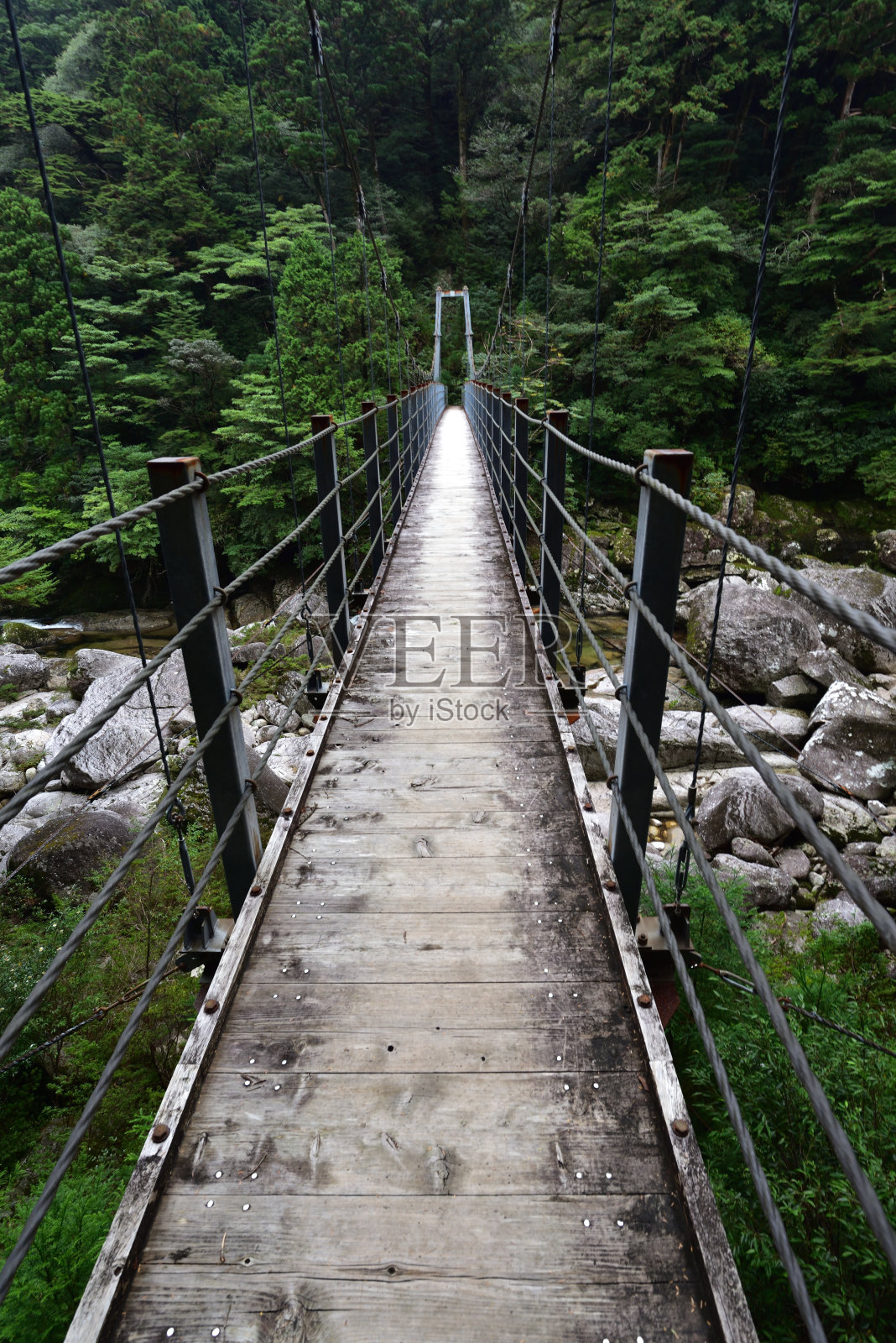 日本屋久岛的雪松林深处照片摄影图片
