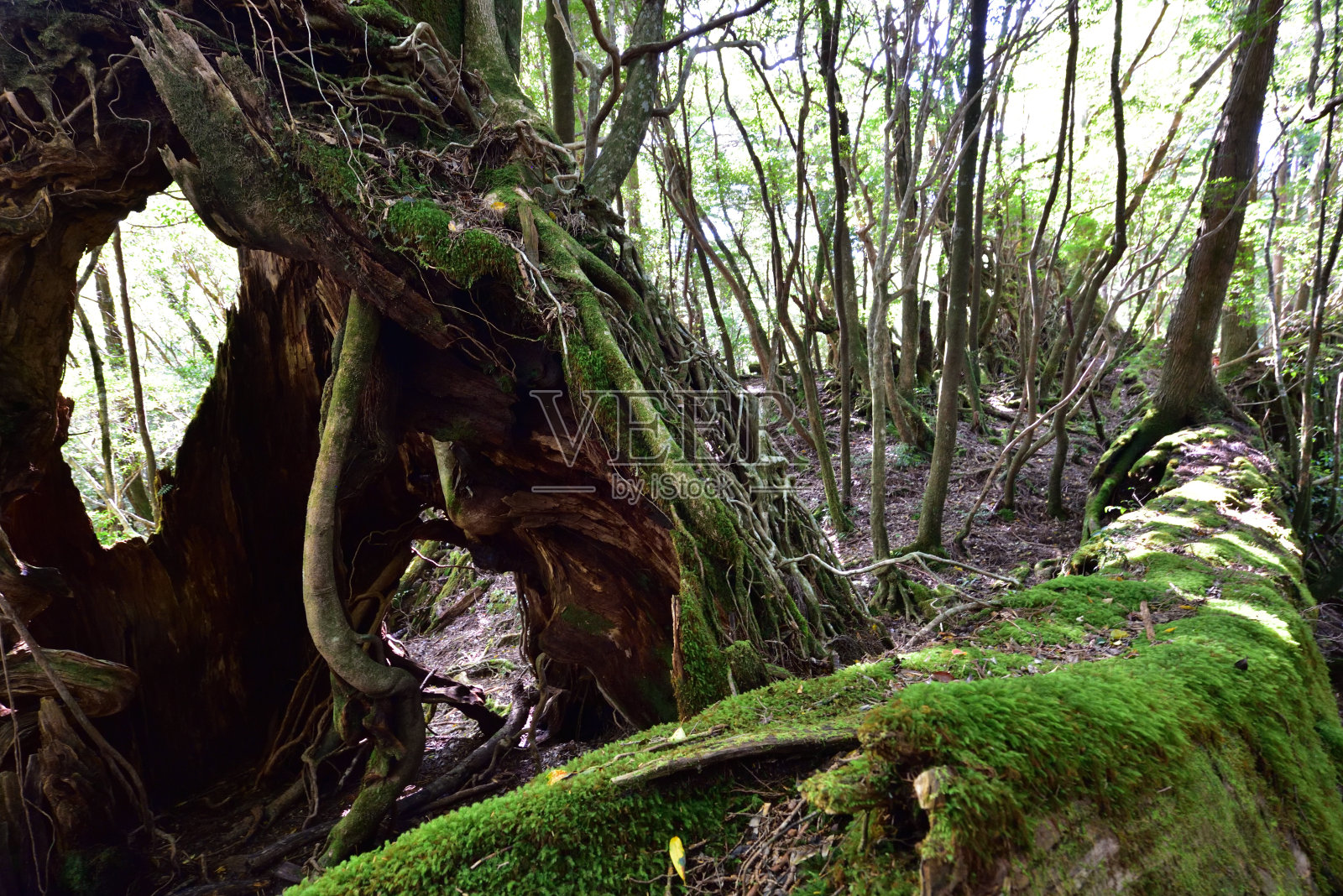 日本屋久岛的雪松林深处照片摄影图片