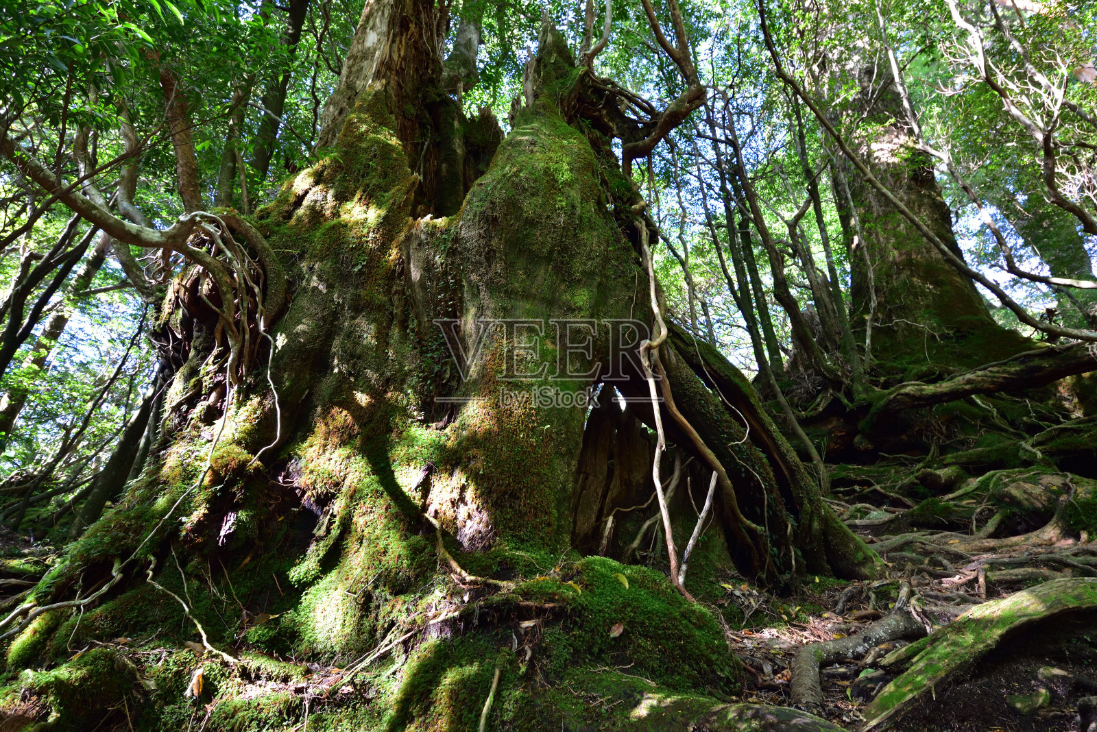 日本屋久岛的雪松林深处照片摄影图片