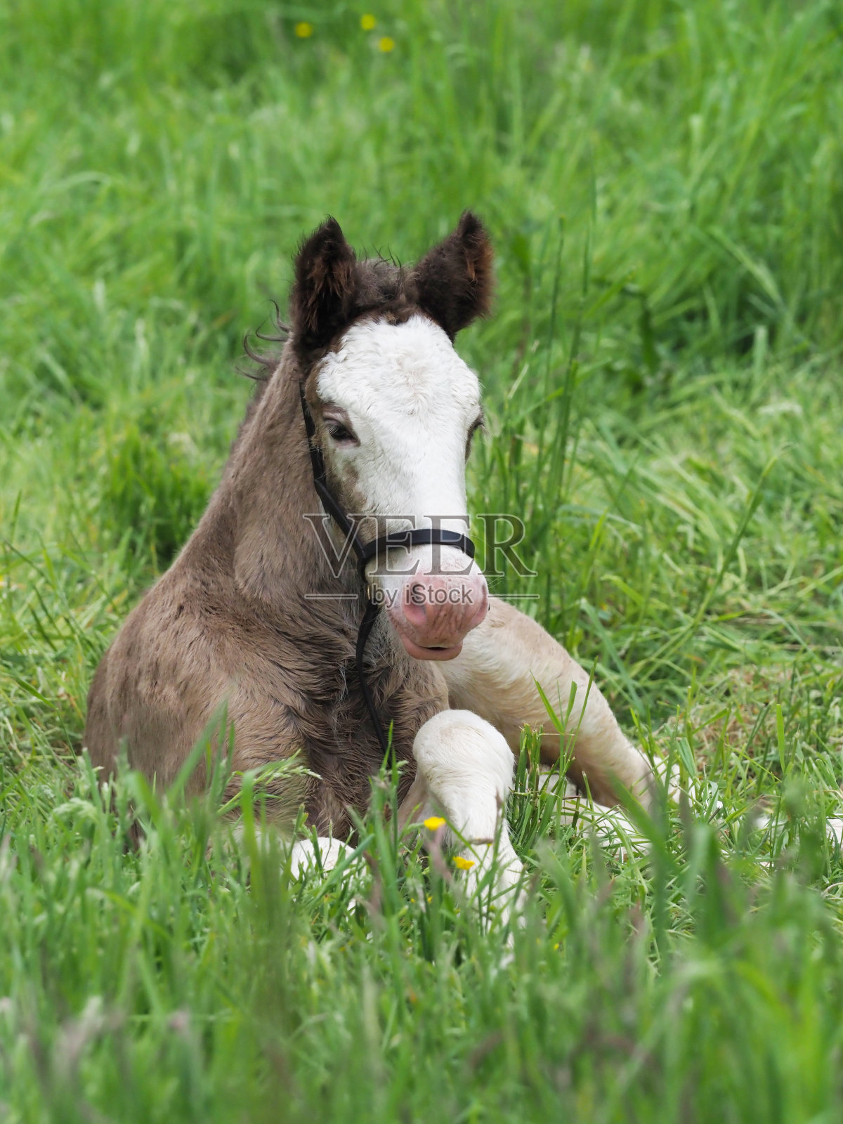 可爱的小马驹躺下照片摄影图片