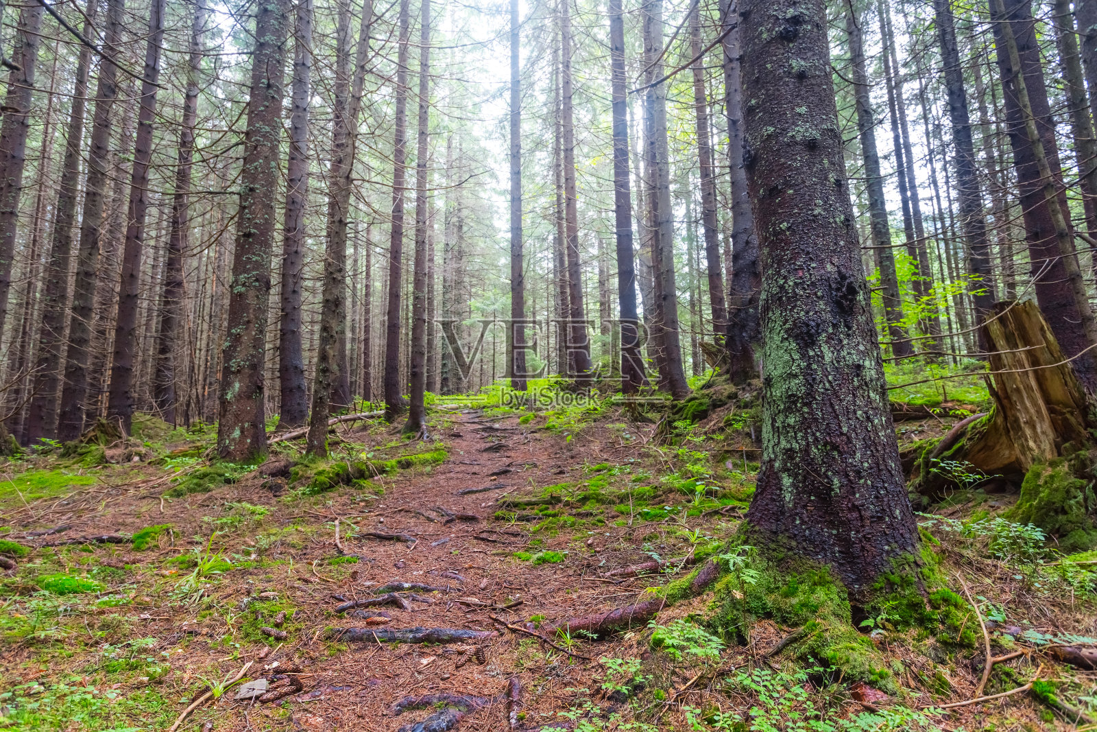 山林中弥漫着蓝色的薄雾照片摄影图片