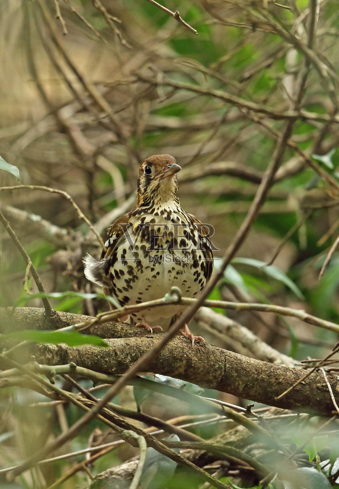 发现Ground-thrush照片摄影图片