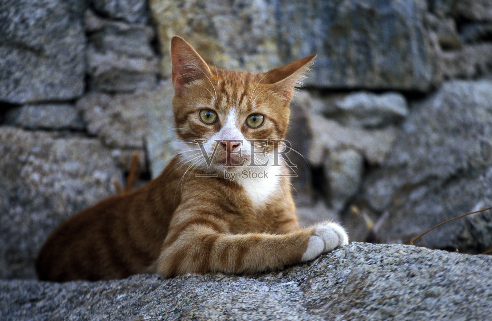 家猫照片摄影图片