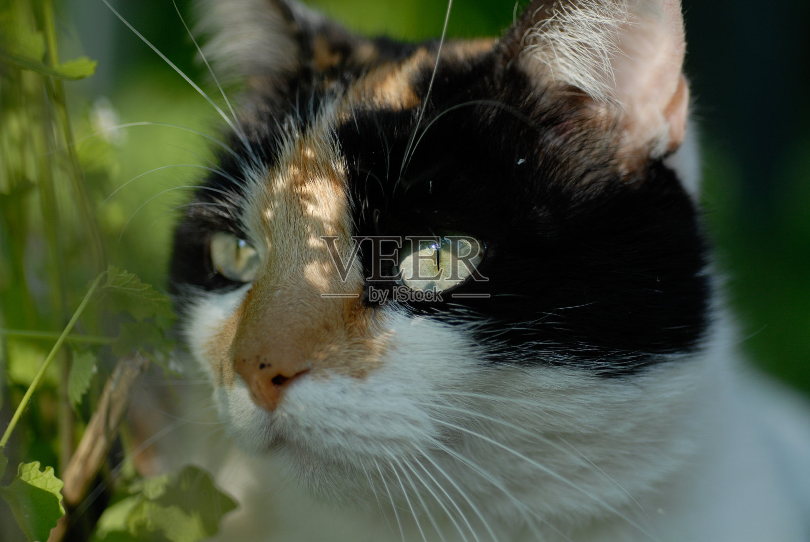 家猫照片摄影图片