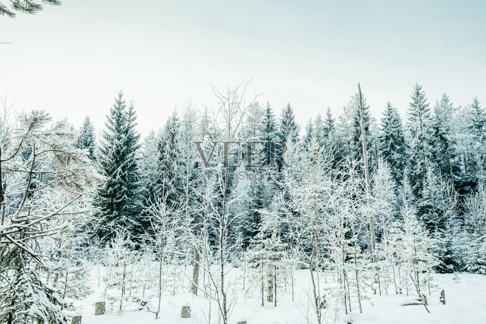 冬天的森林景观。照片摄影图片