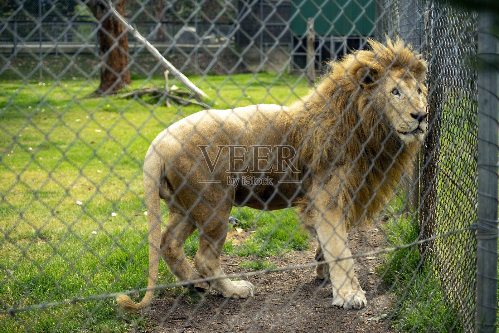 狮子(狮子)站在网状的篱笆后面照片摄影图片