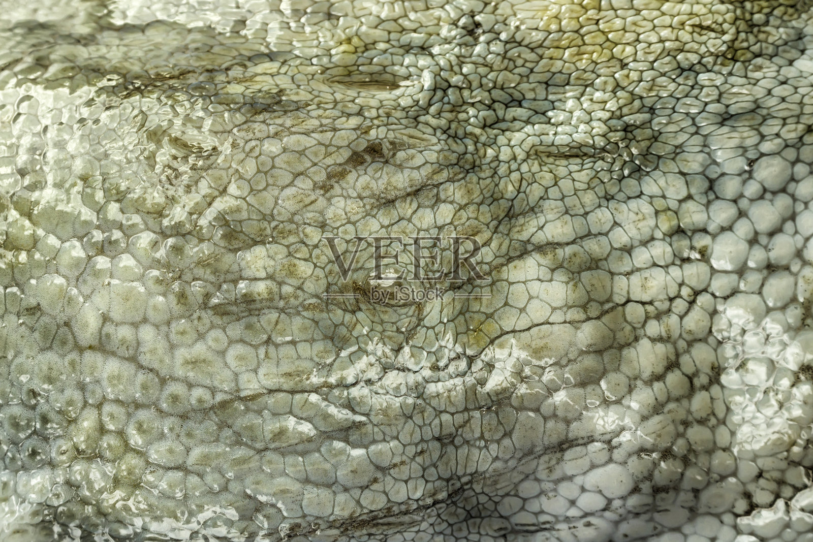 大章鱼湿漉漉的皮肤的质地。明亮的抽象背景照片摄影图片