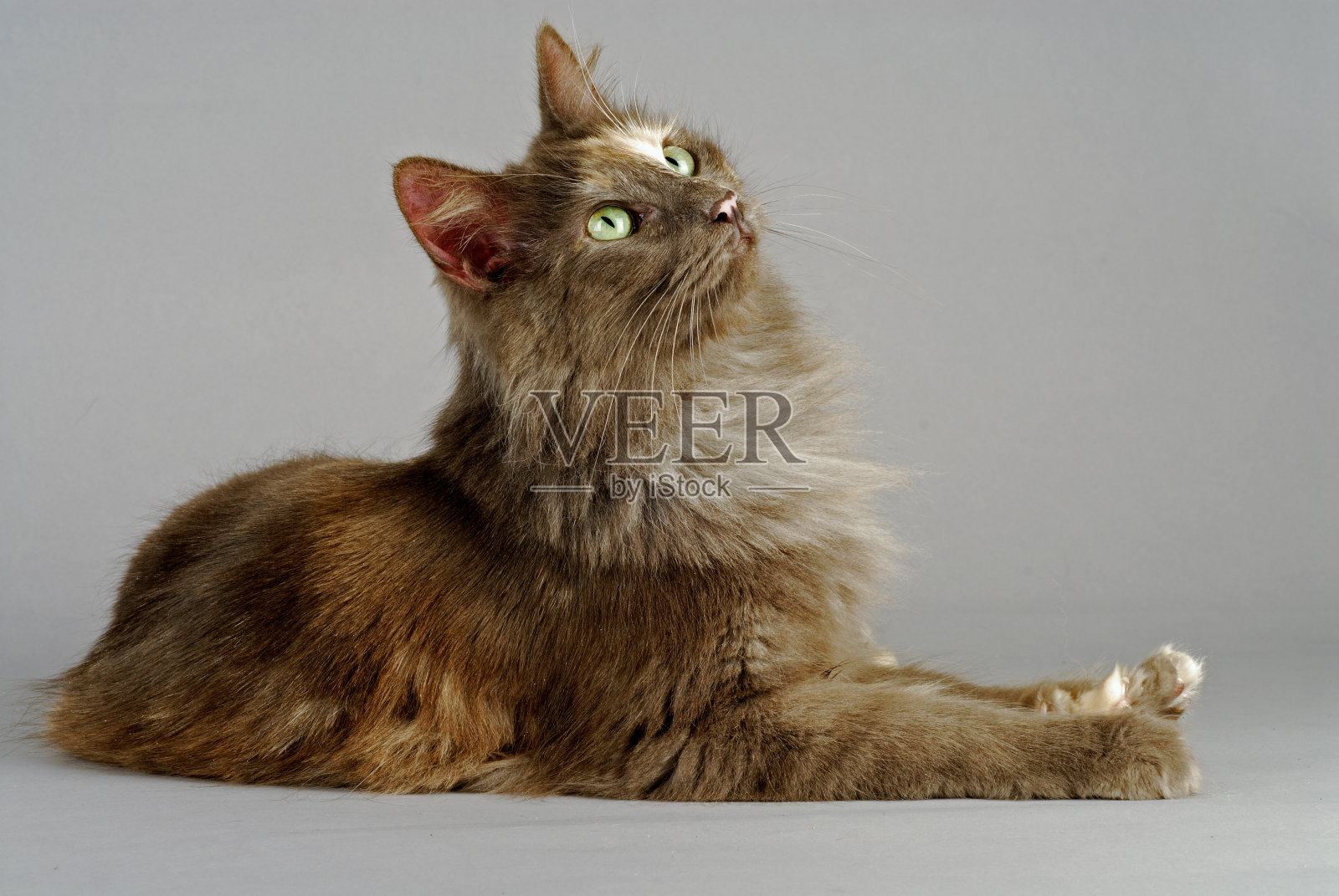 土耳其安戈拉照片摄影图片