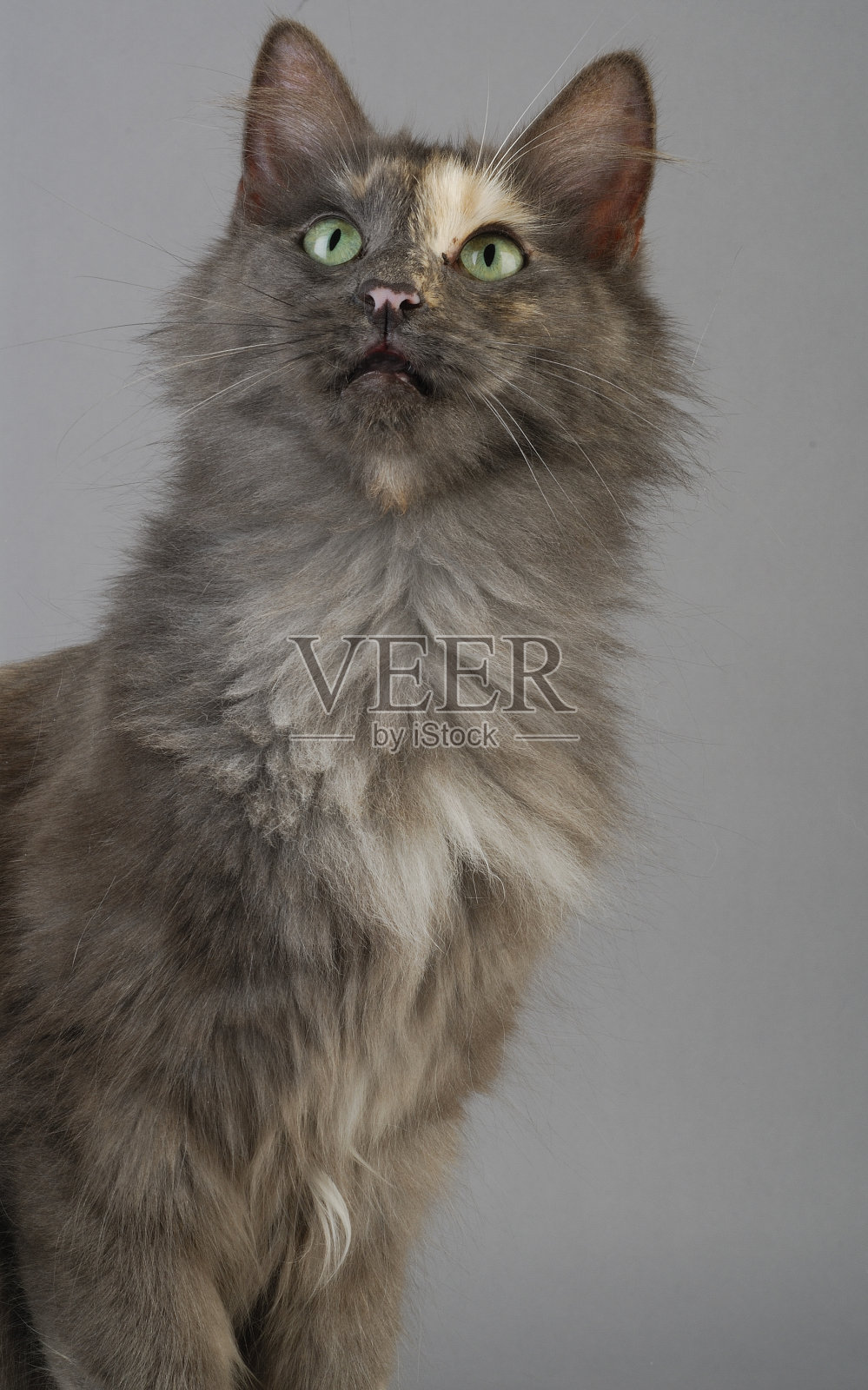 土耳其安戈拉照片摄影图片