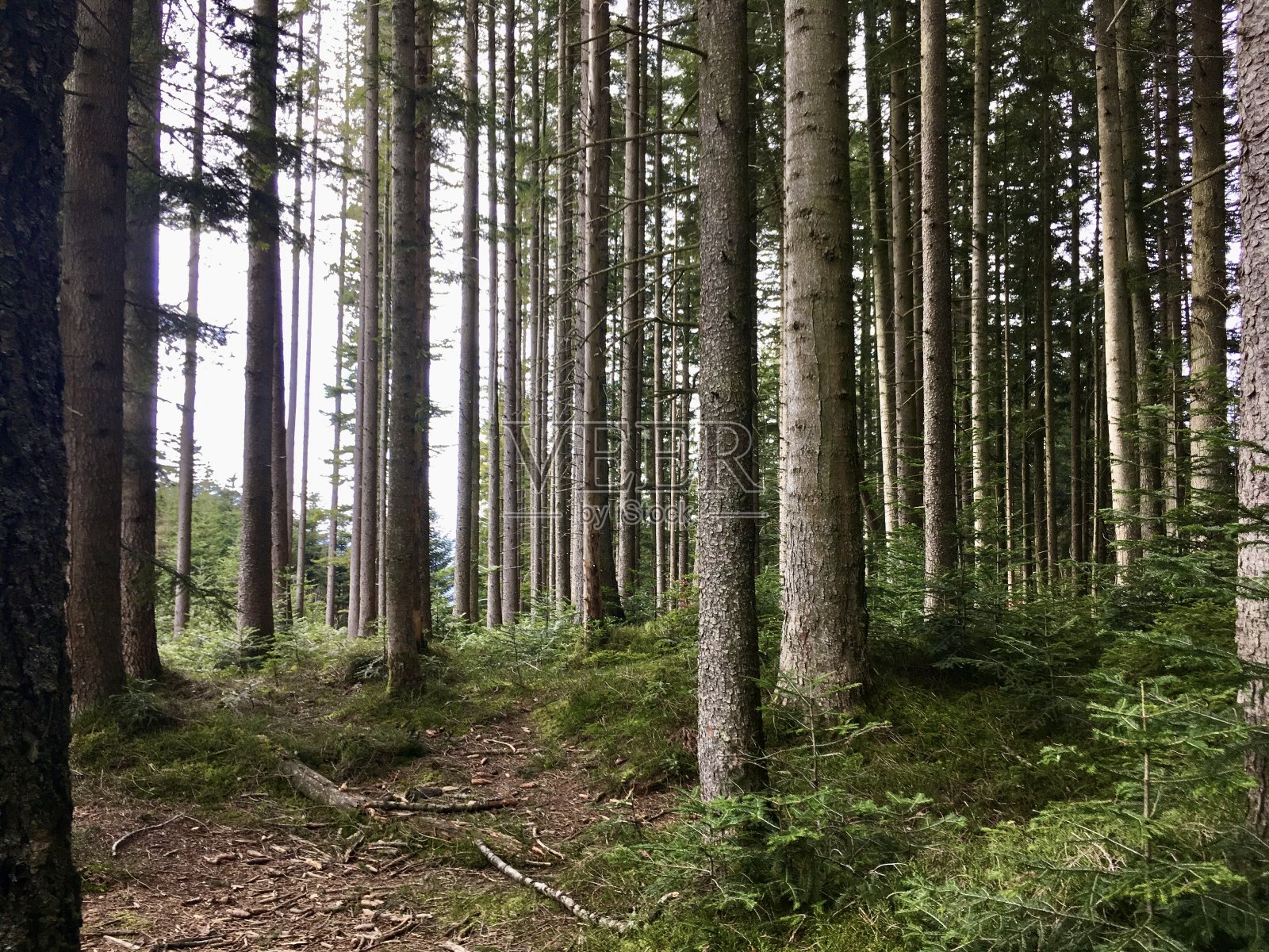 施瓦岑贝格(1187米)是Wendelstein地区的一座山峰，属于巴伐利亚前阿尔卑斯山脉的Mangfall山脉。照片摄影图片