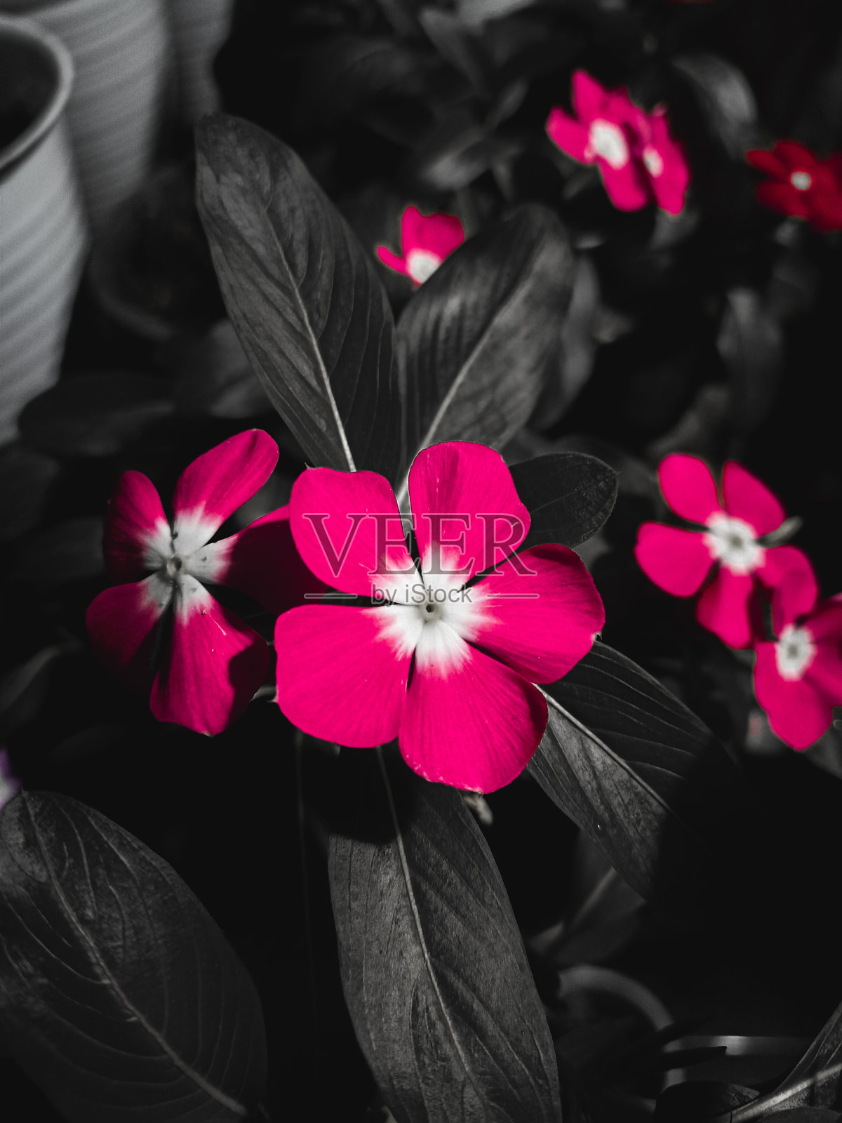 WandaVision概念照片摄影图片