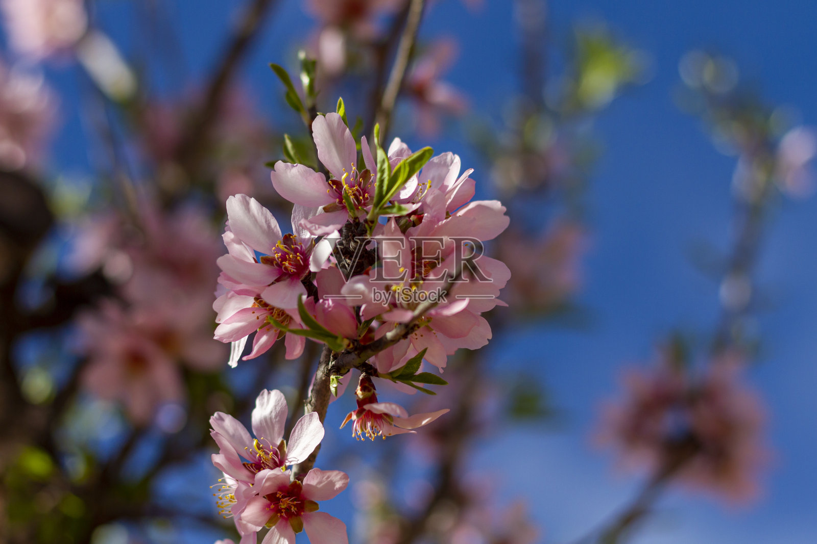 白色和紫色的杏花照片摄影图片