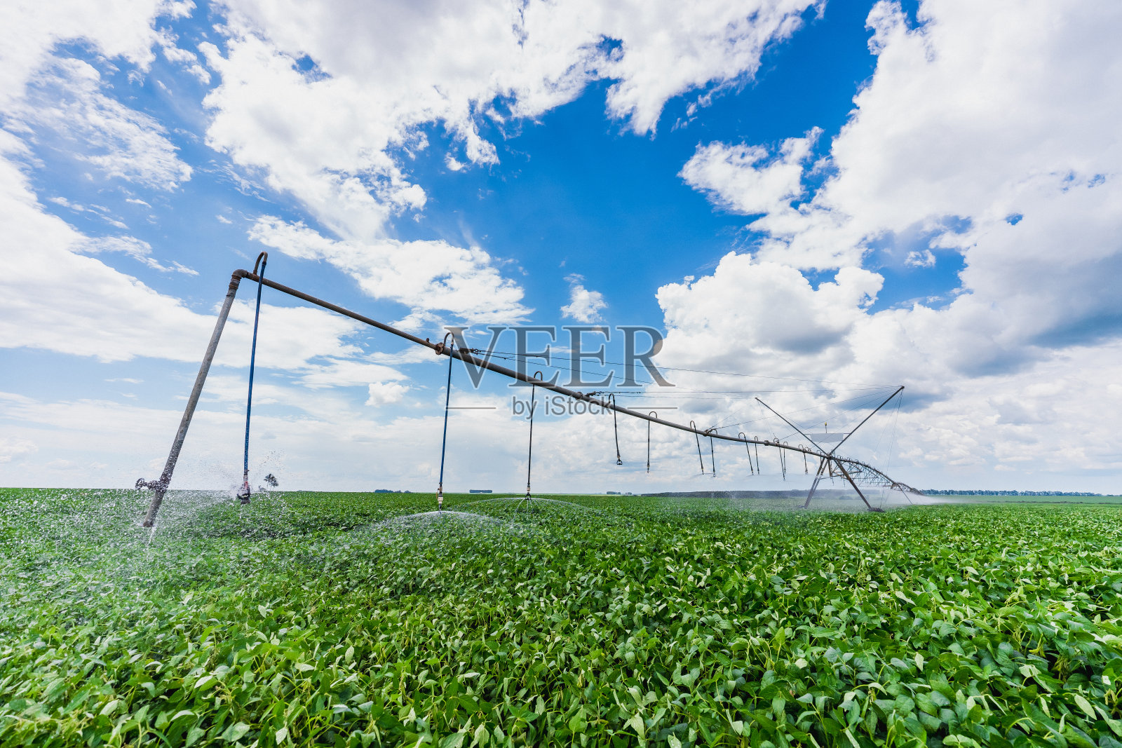 中枢性大豆灌溉照片摄影图片