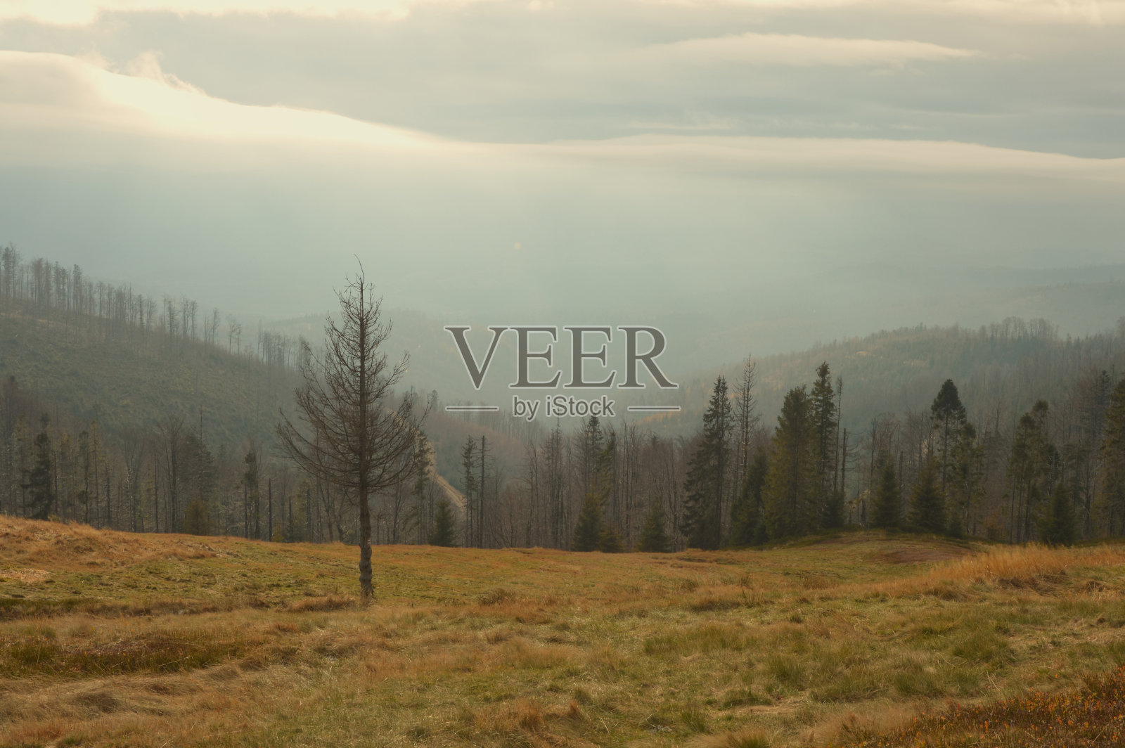 朦胧的山峦景色。空旷处的一棵孤独的树。照片摄影图片