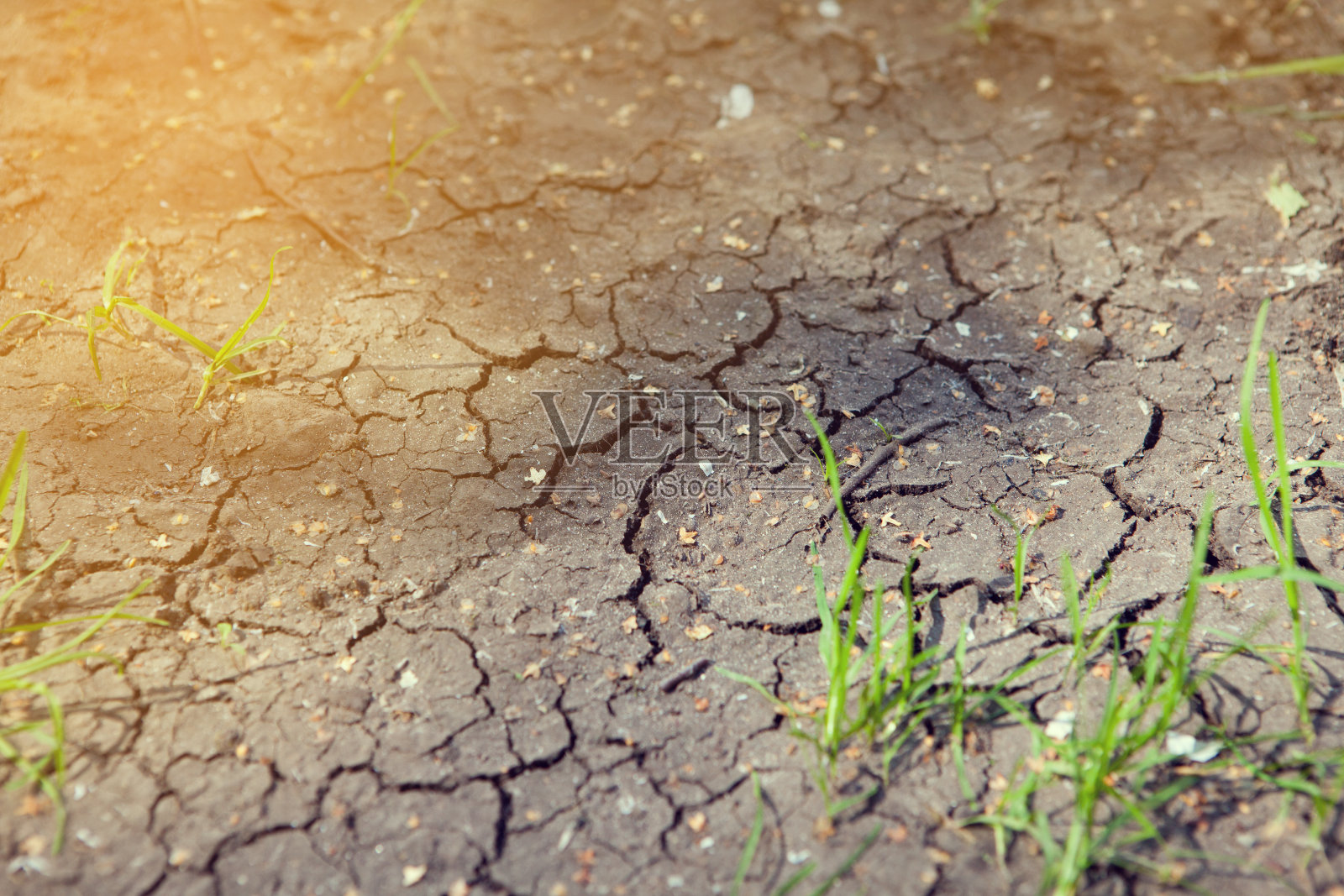 在干燥的土地上发芽。生态学的概念。照片摄影图片