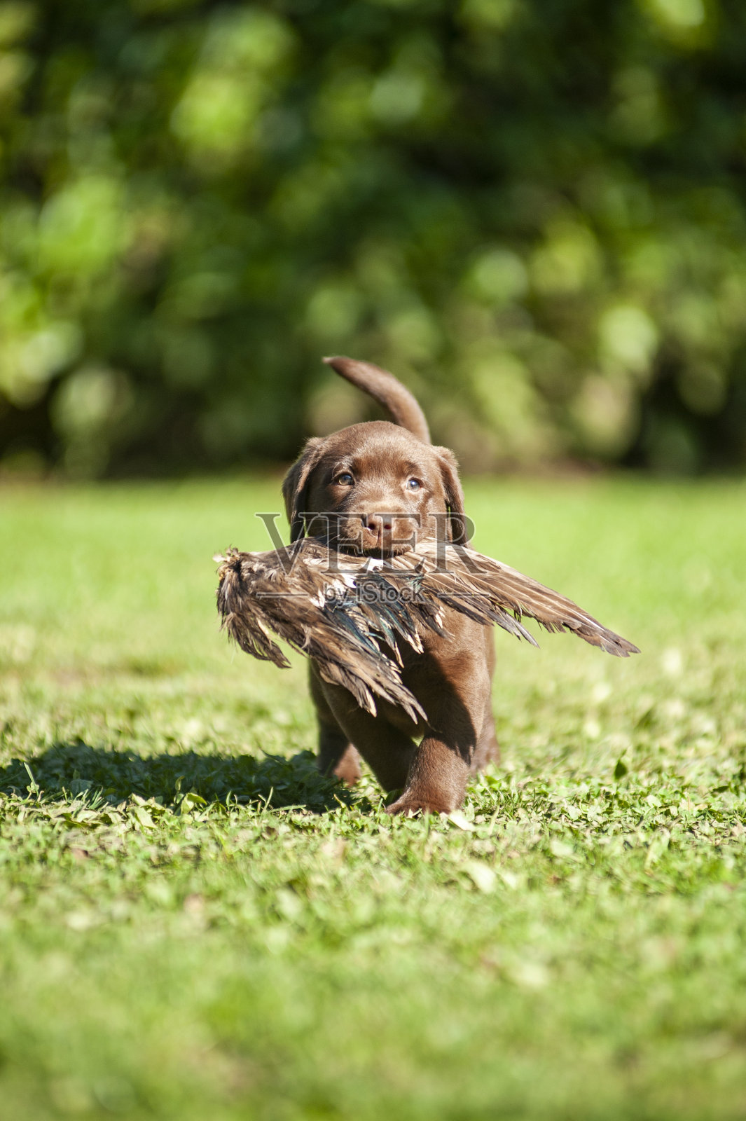 巧克力拉布拉多小狗正在找回它的第一根羽毛照片摄影图片