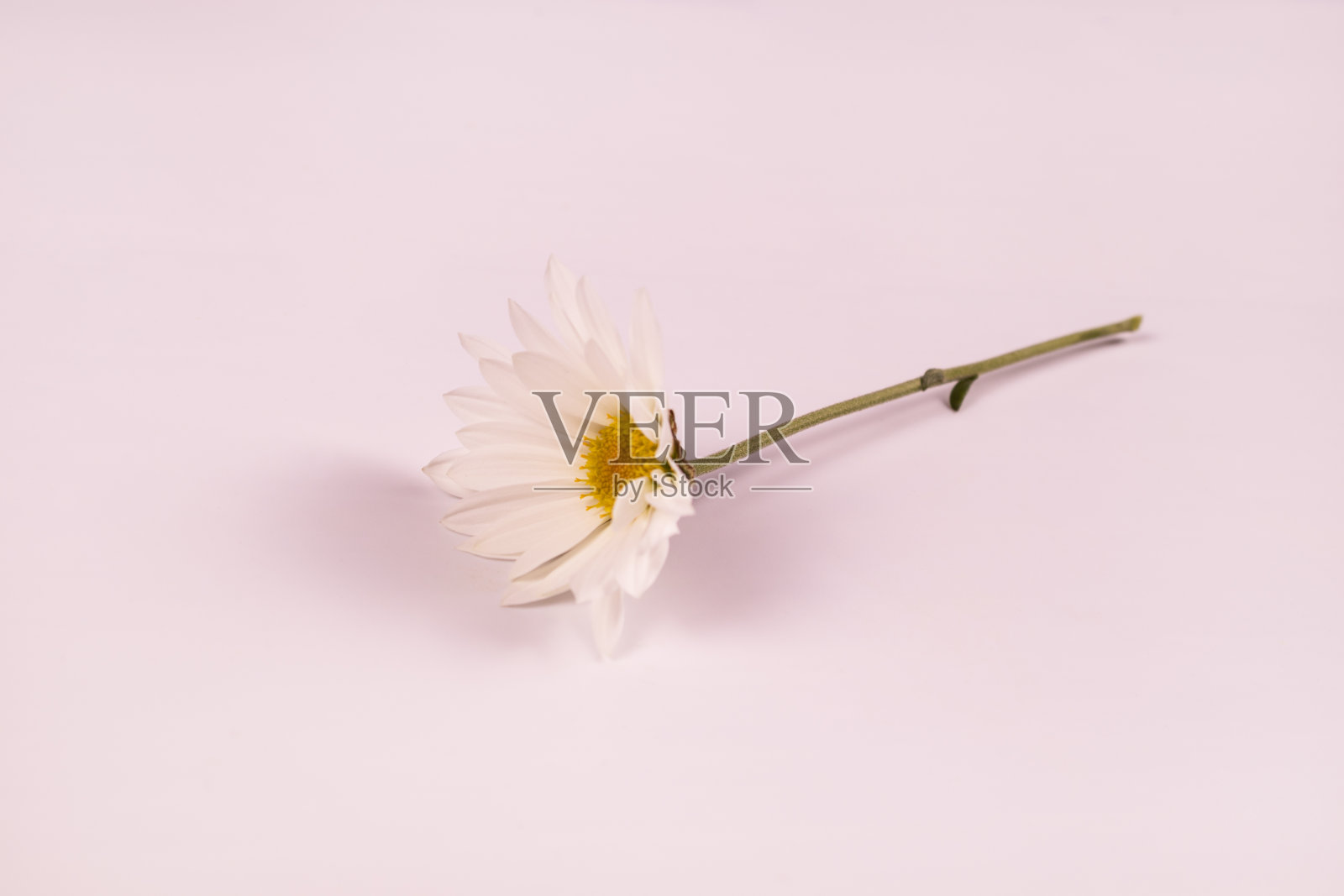 带茎的白色洋甘菊的侧视图照片摄影图片