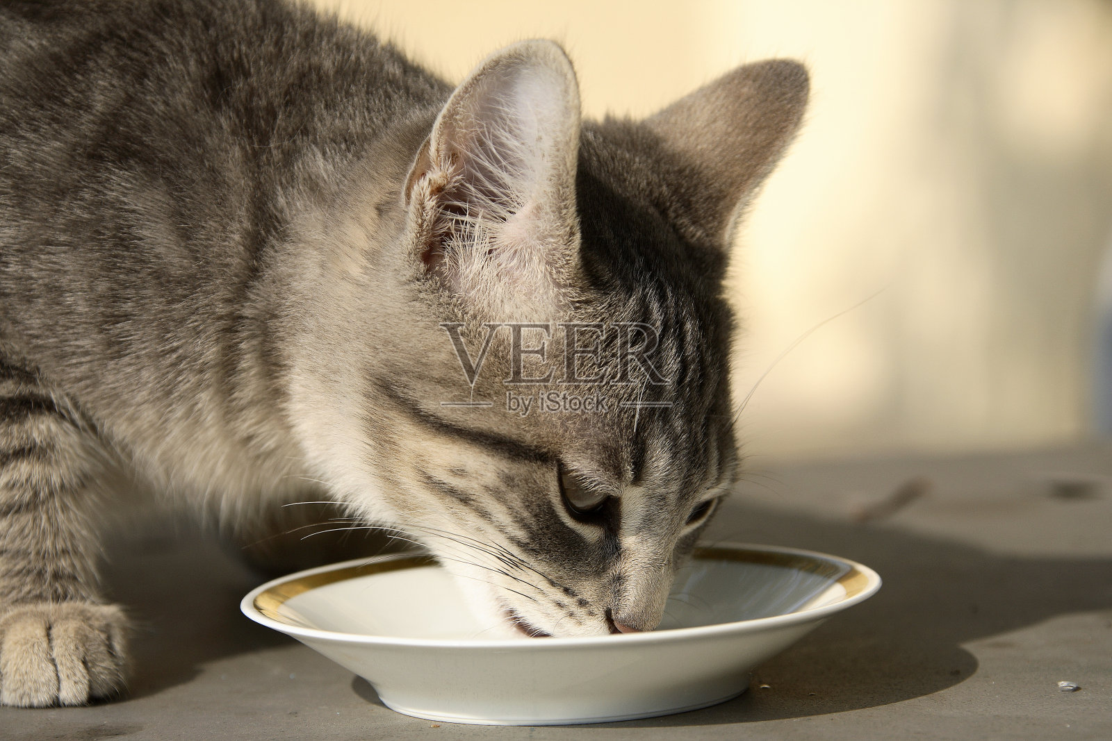 家猫照片摄影图片