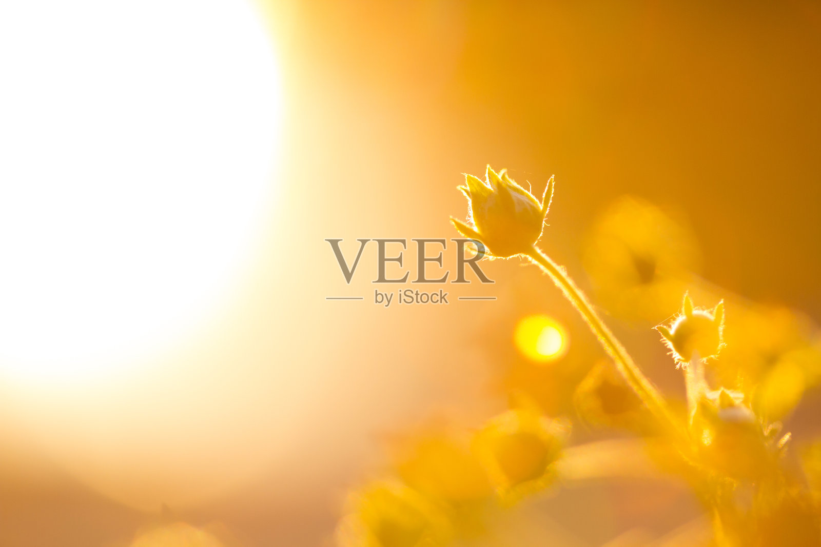 黄花的宏梢照片摄影图片