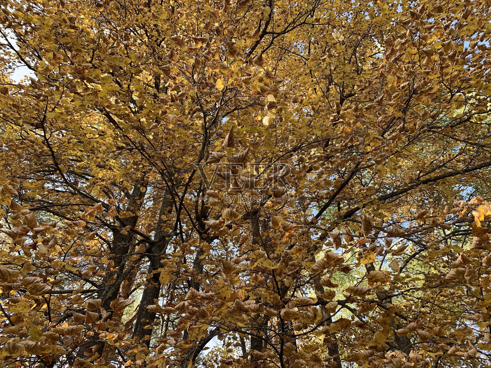 森林在秋天照片摄影图片