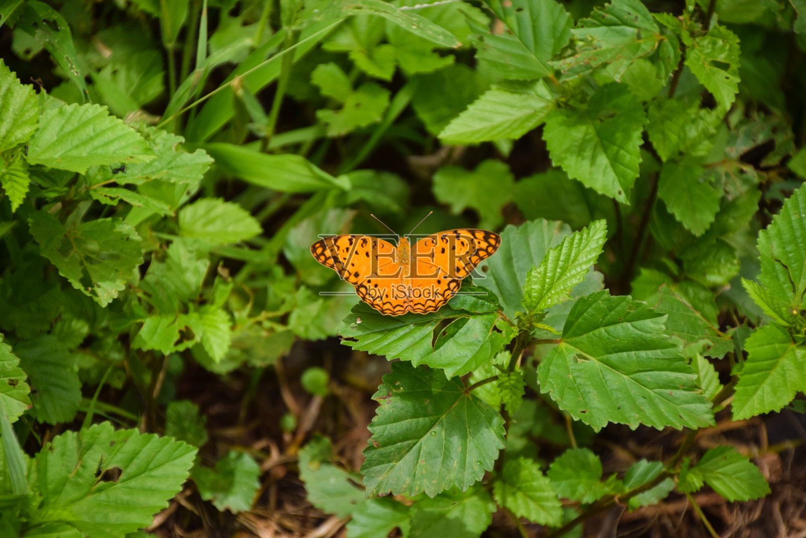 绿色叶子上的一只橙色蝴蝶照片摄影图片