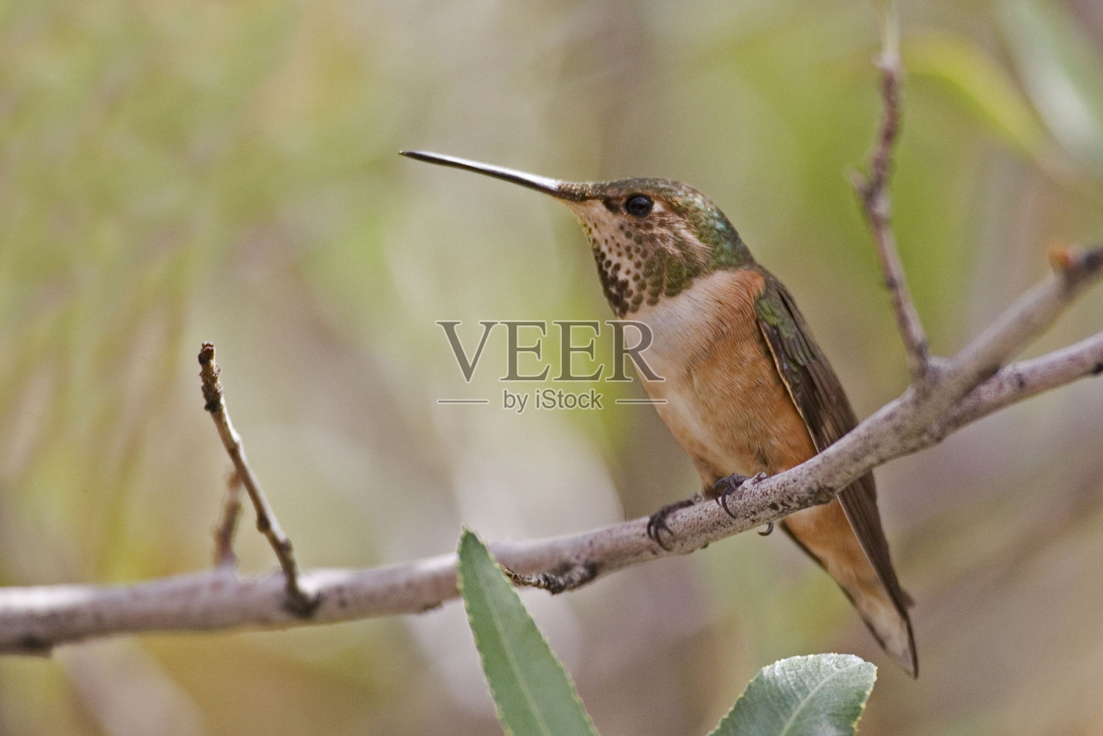 红蜂鸟，塞拉斯·鲁弗斯，在栖木上照片摄影图片