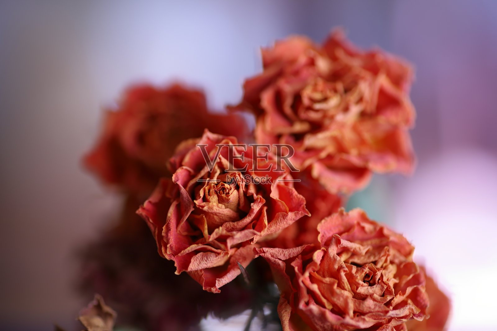 干的花照片摄影图片