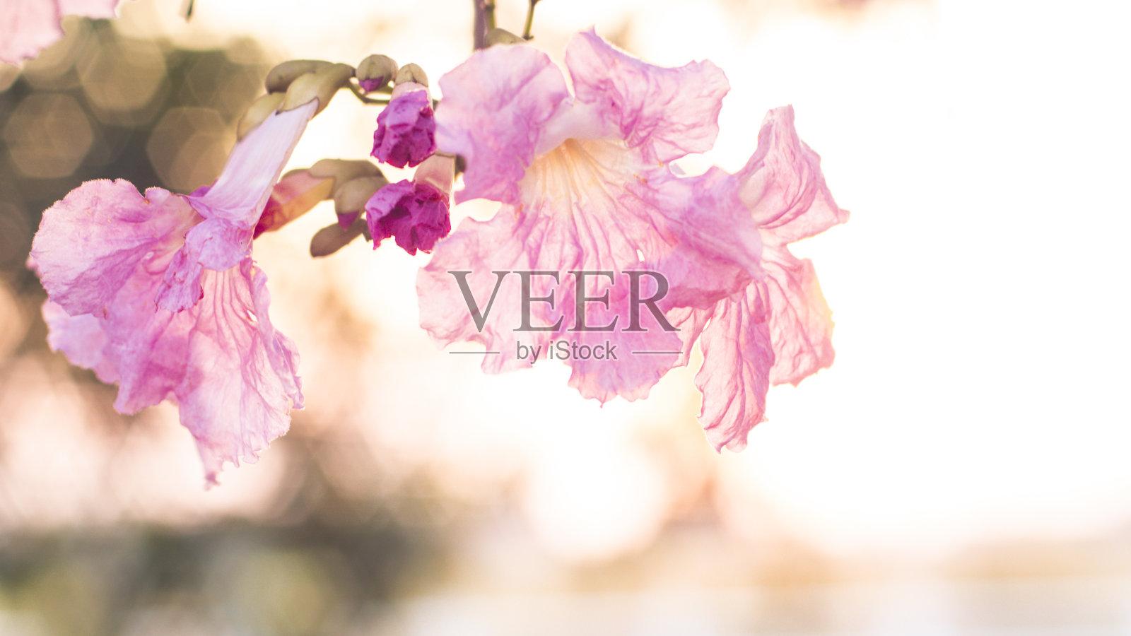 在树上盛开的粉红色花朵的选择性焦点照片摄影图片