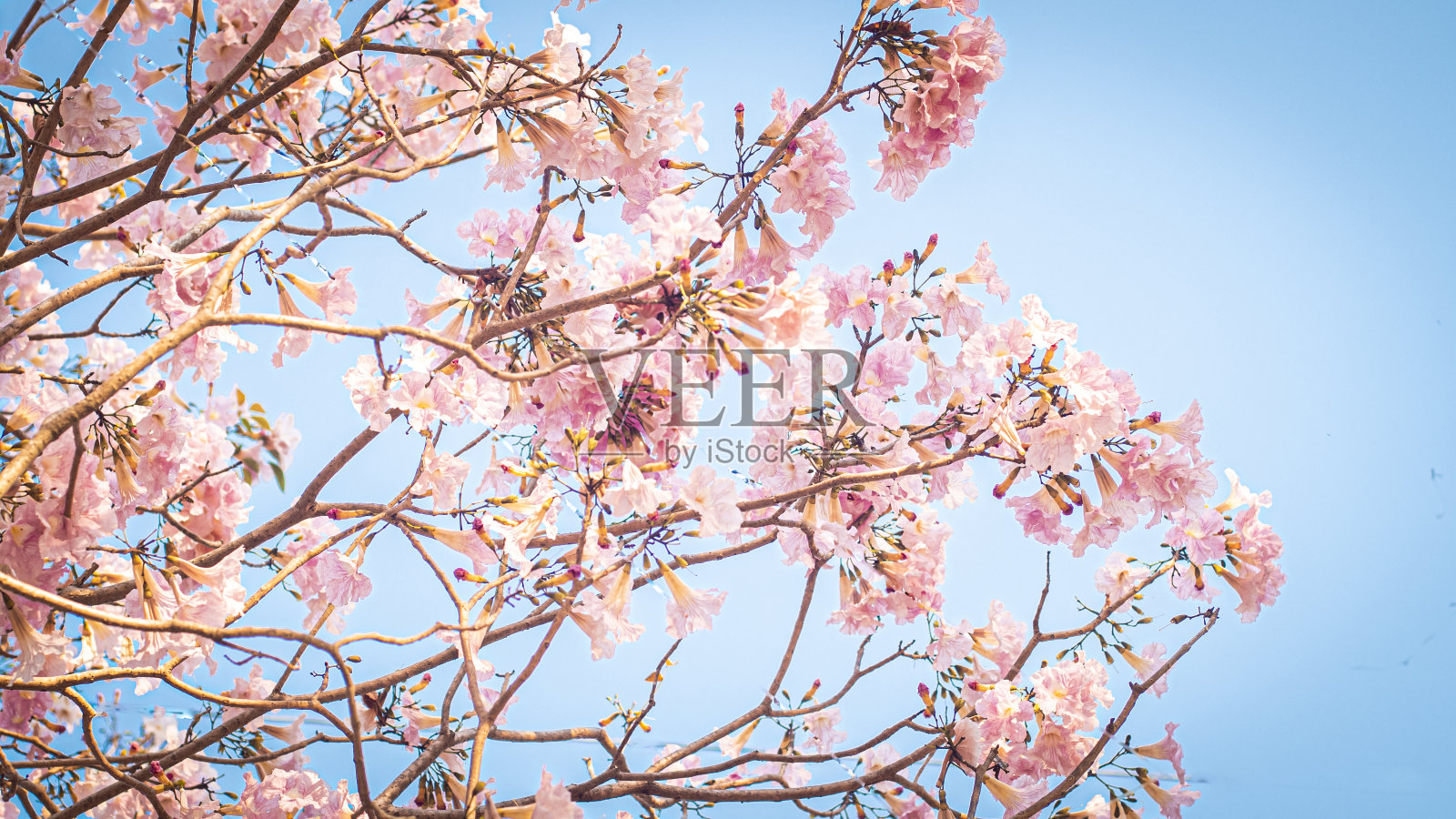 在树上盛开的粉红色花朵的选择性焦点照片摄影图片