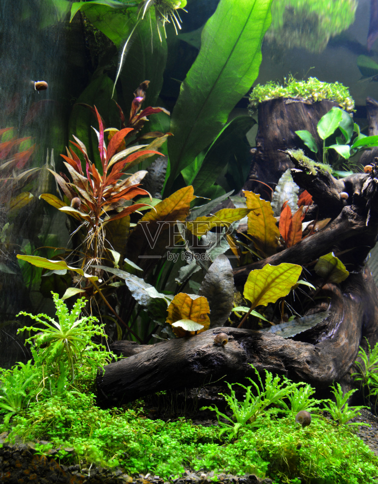 水生植物照片摄影图片