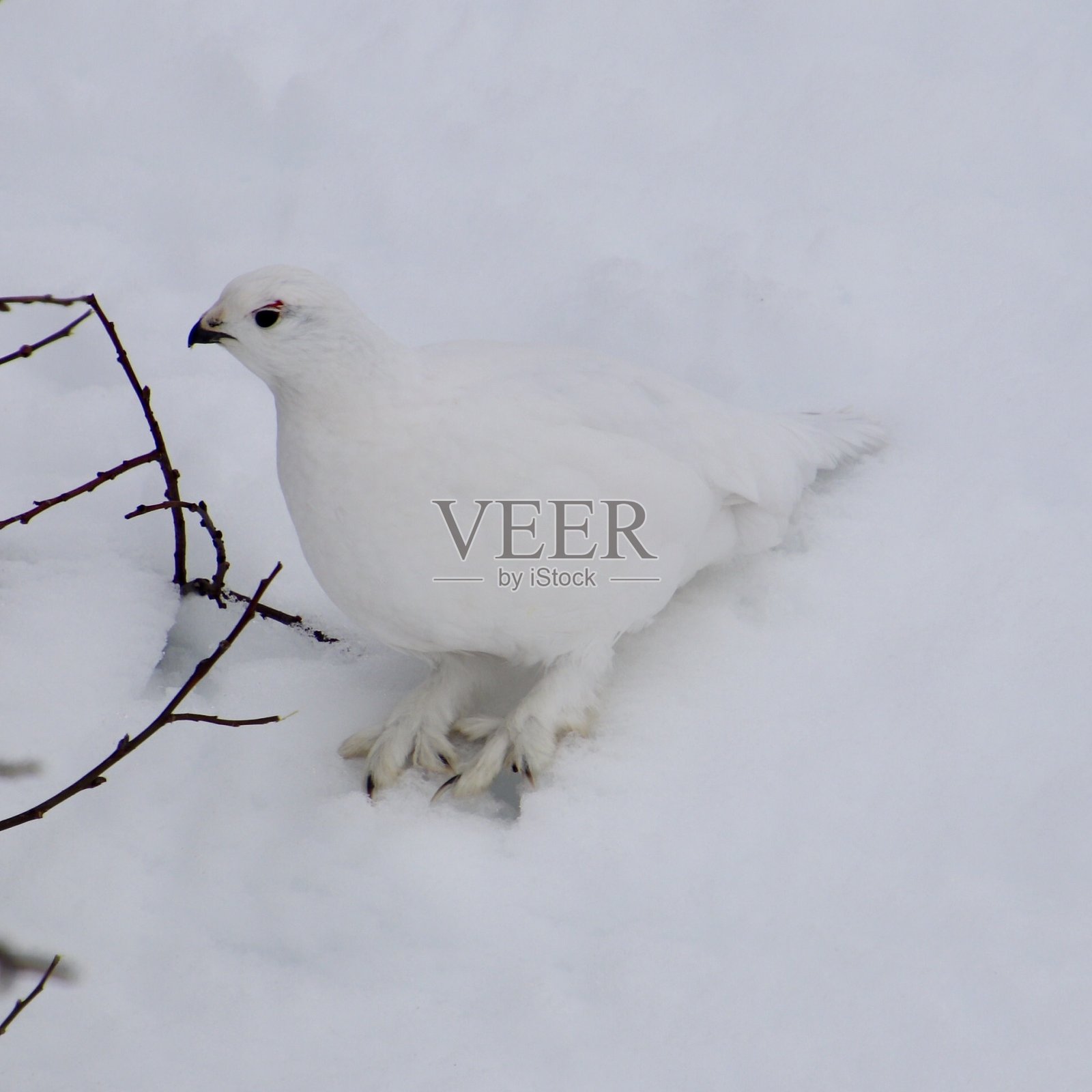 冬天穿照片摄影图片