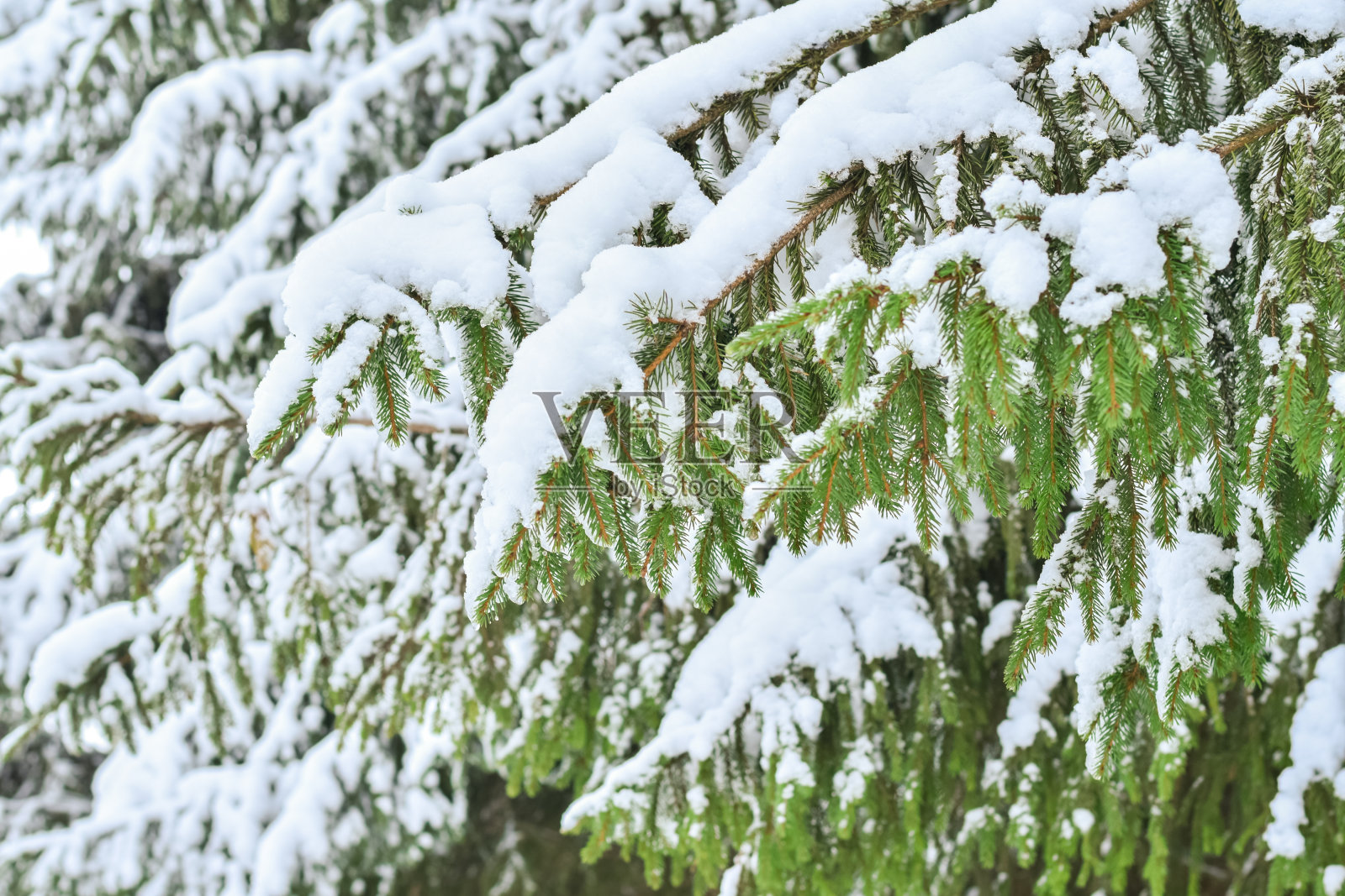 雪中的绿色云杉。冬天是云杉。新年假期的象征。雪落在冷杉树枝上。圣诞节的心情。为文本复制空间。照片摄影图片