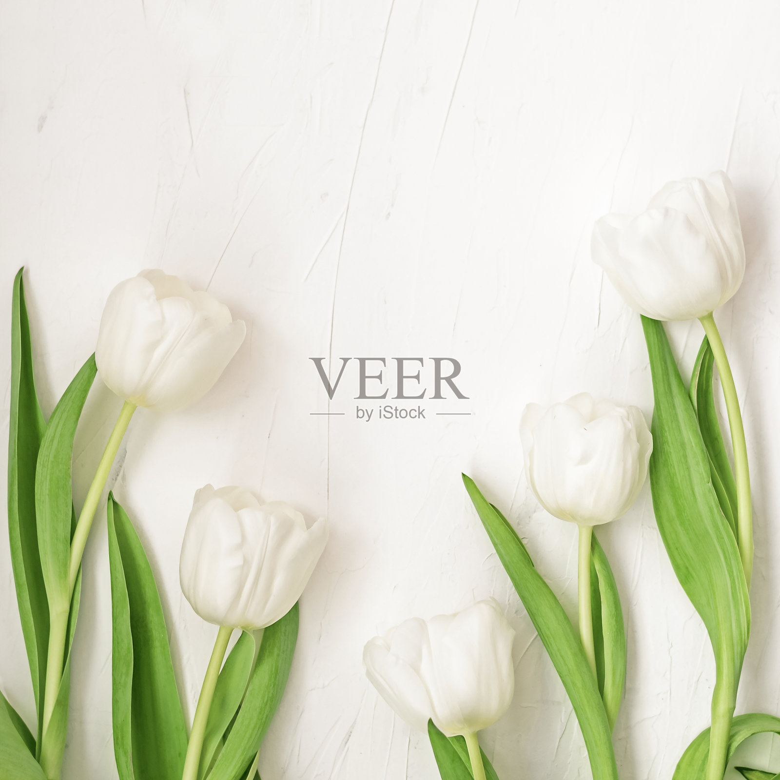 精致的白色郁金香花和绿色的叶子照片摄影图片