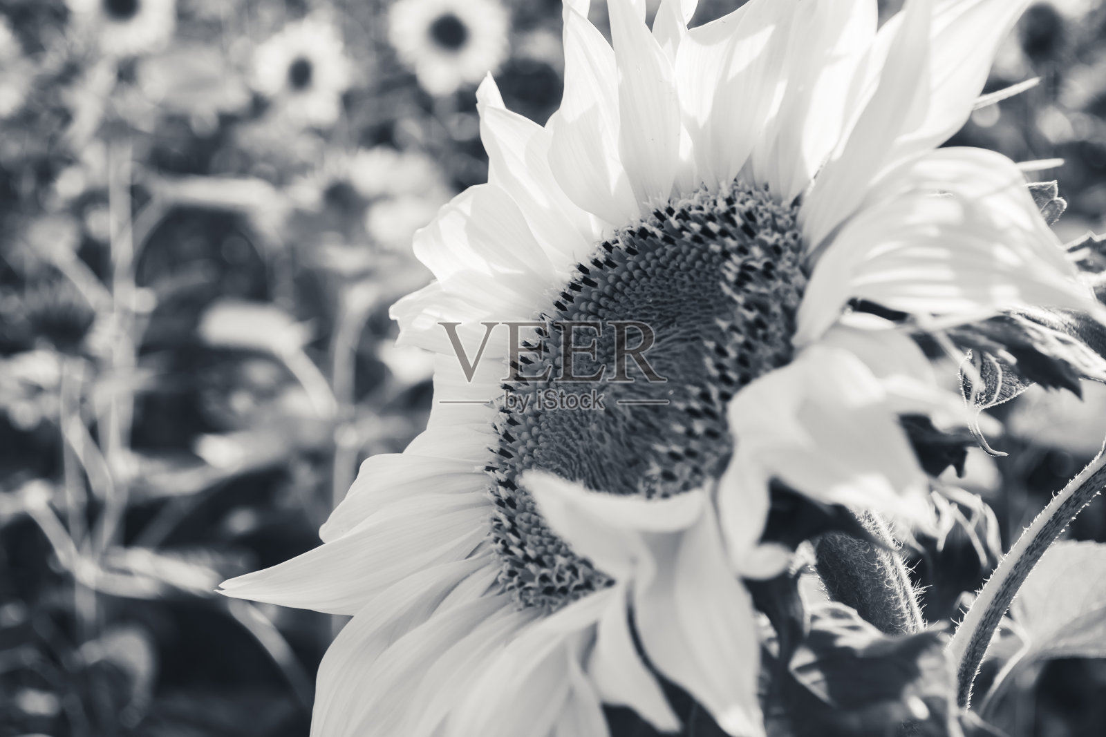 美丽的向日葵花黑白两色。有选择地聚焦拍摄在夏天的田野里。照片摄影图片